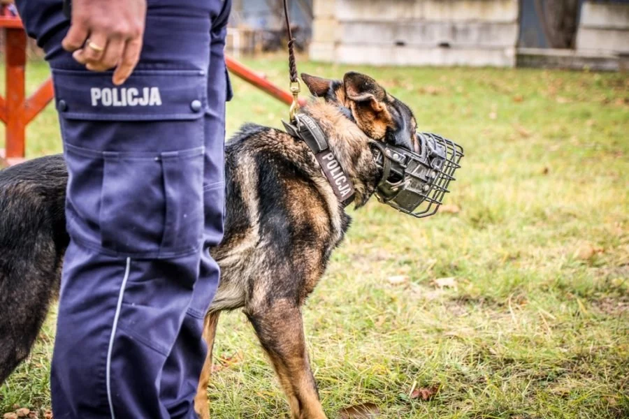 Skandal w poznańskiej policji. Tragiczny w skutkach finał transportu psa Skandal w poznańskiej policji. Tragiczny w skutkach finał transportu psa