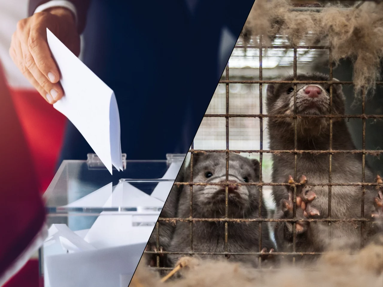 Zwierzęta nie głosują. To dlatego politycy o nich zapomnieli? Ekspertki komentują Zwierzęta nie głosują. To dlatego politycy o nich zapomnieli? Ekspertki komentują