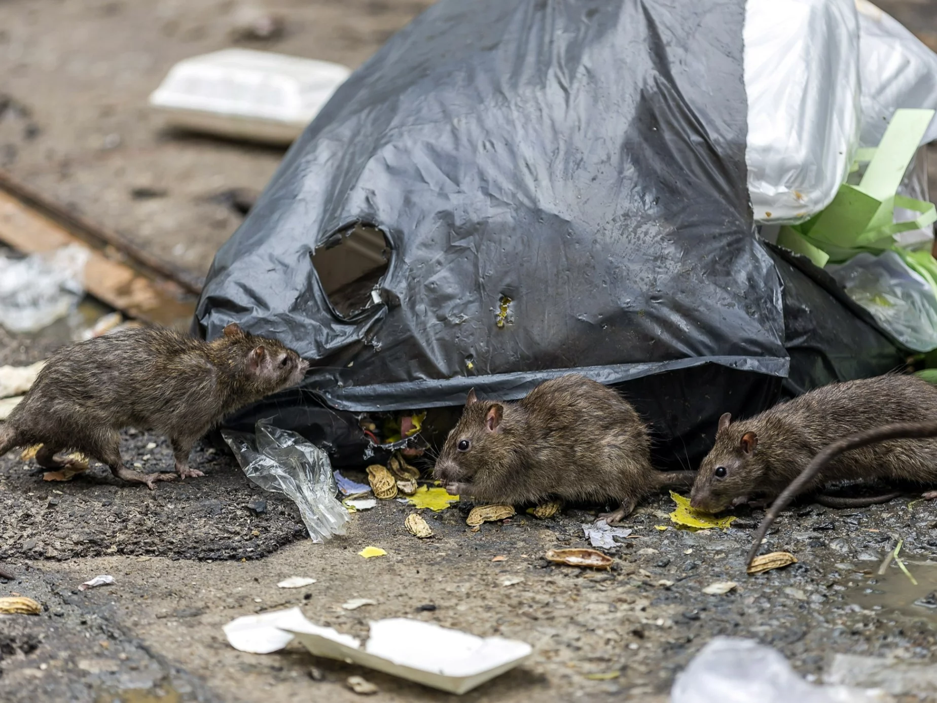Plaga szczurów w Szczecinie. Mieszkańcy alarmują Plaga szczurów w Szczecinie. Mieszkańcy alarmują
