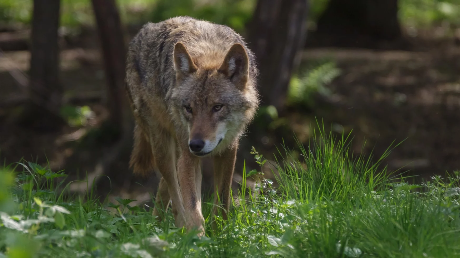 Spacer z psem po lesie może być niebezpieczny. Cztery miejscowości objęte alertem Spacer z psem po lesie może być niebezpieczny. Cztery miejscowości objęte alertem