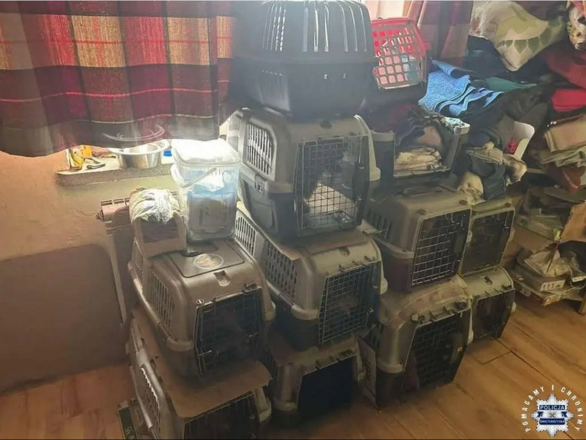 Zażarty spór o hodowlę psów. Ważą się losy 136 zwierząt Zażarty spór o hodowlę psów. Ważą się losy 136 zwierząt