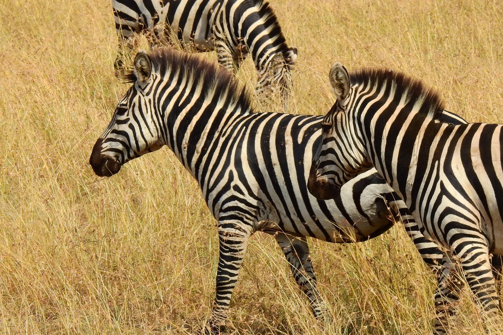 Zebra Ed hitem sieci. Tydzień wolności, sławy i biegania po autostradzie Zebra Ed hitem sieci. Tydzień wolności, sławy i biegania po autostradzie