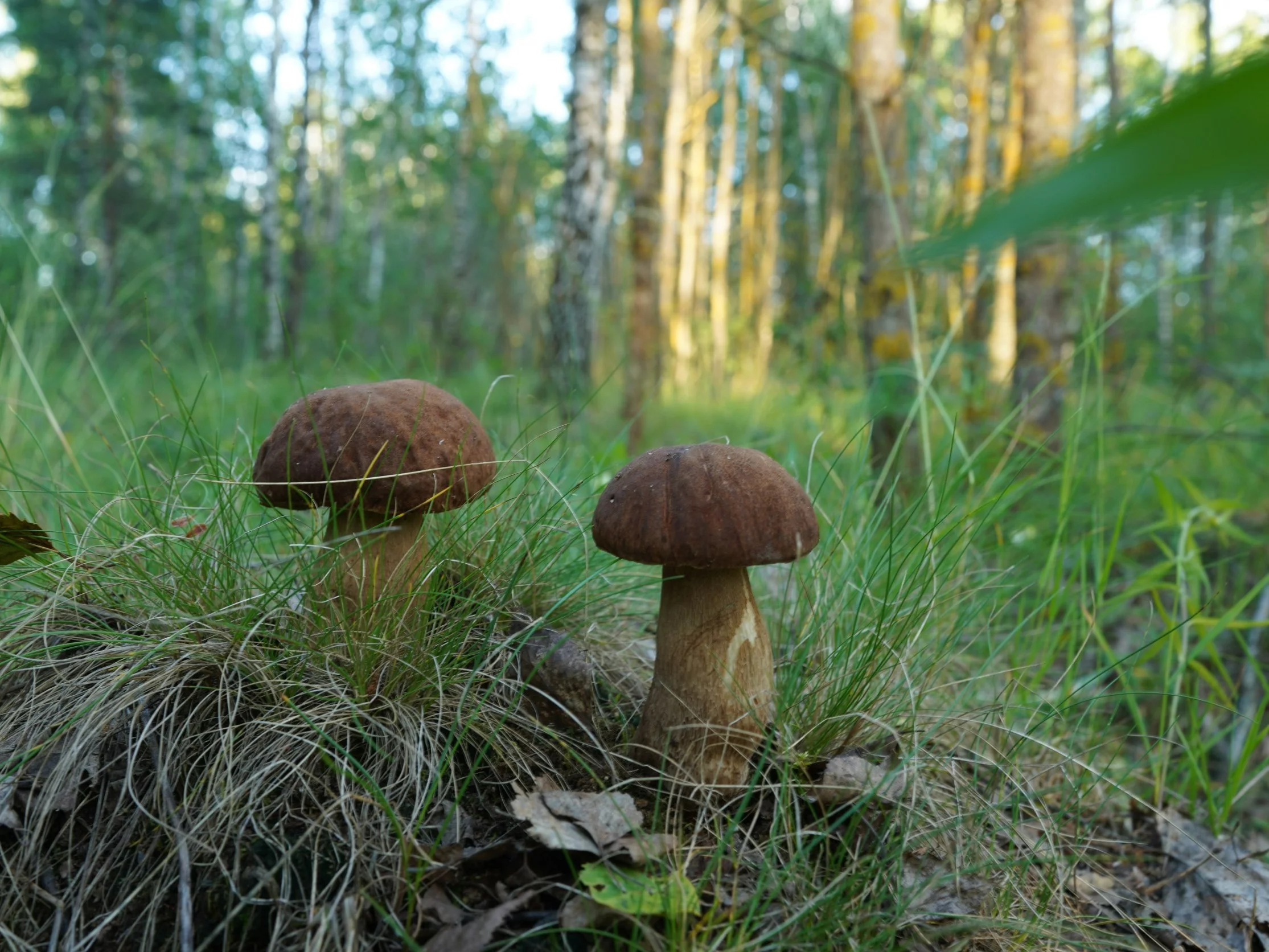 Ekspert rozczarowany grzybobraniem w lipcu. „Totalna anomalia” Ekspert rozczarowany grzybobraniem w lipcu. „Totalna anomalia”