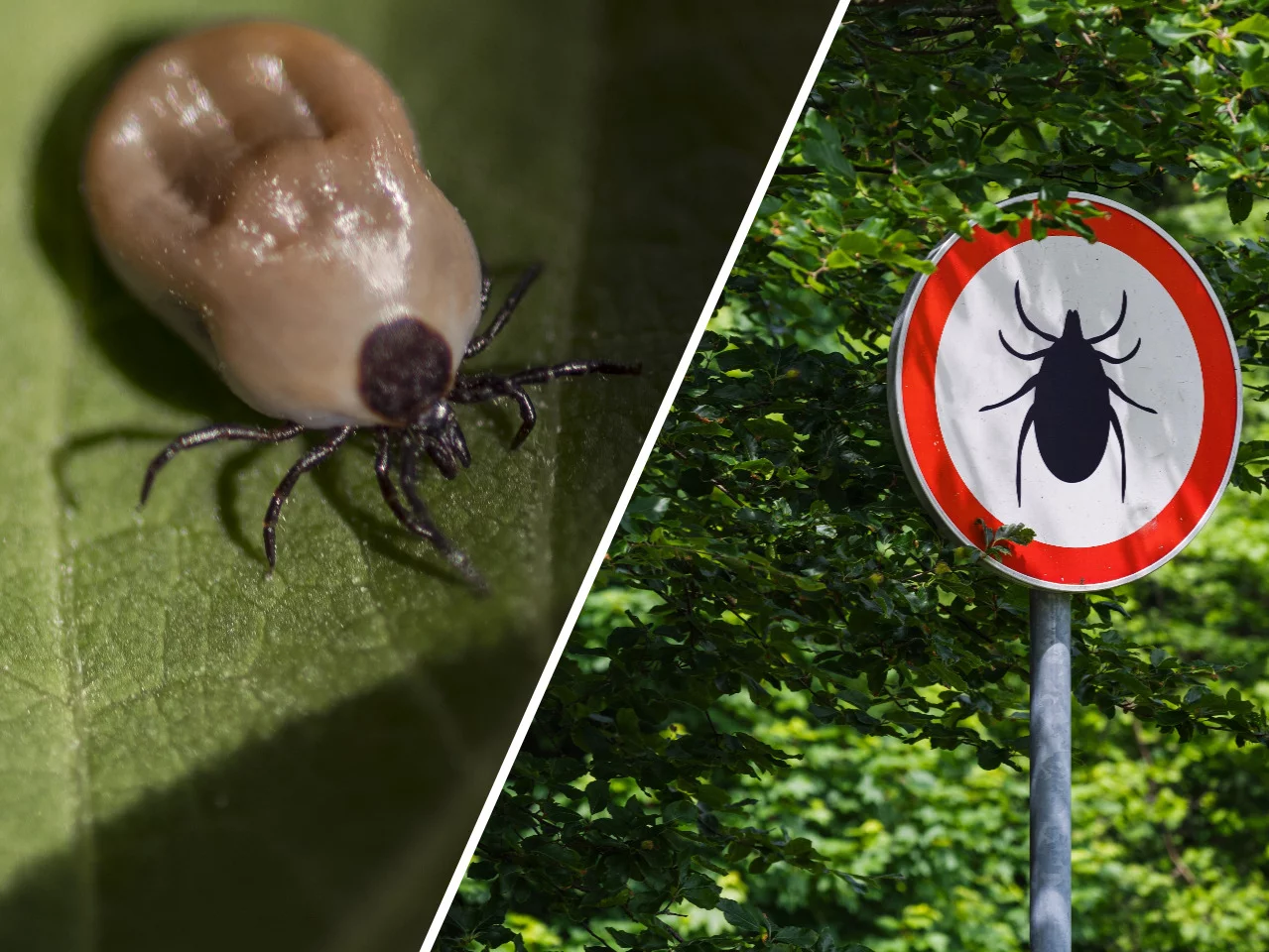 Gdzie jest najwięcej kleszczy? Ekspert podał 3 lokalizacje Gdzie jest najwięcej kleszczy? Ekspert podał 3 lokalizacje