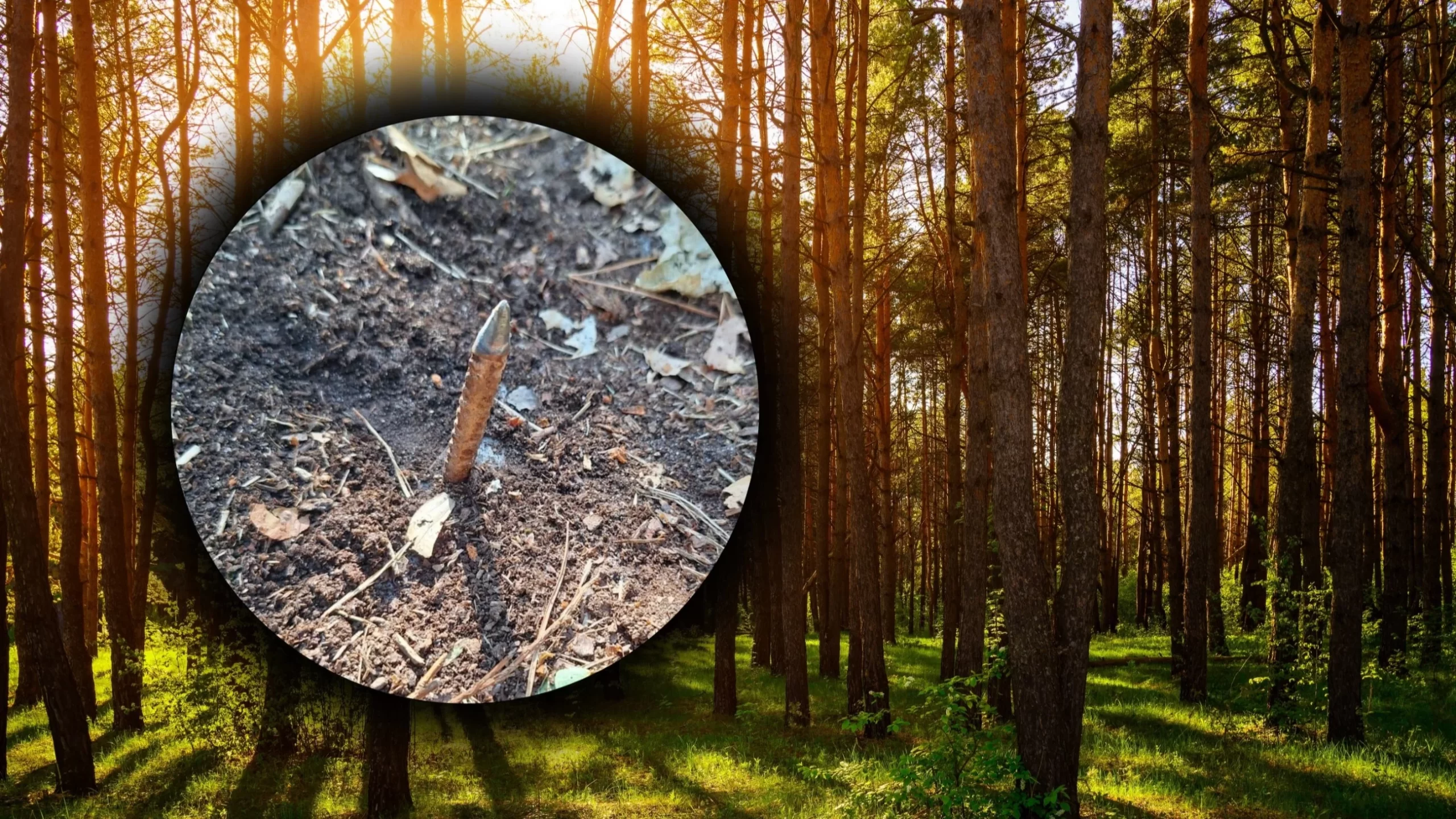 Leśne drogi pełne pułapek. Leśnicy ostrzegają: „są celowo rozkładane” Leśne drogi pełne pułapek. Leśnicy ostrzegają: „są celowo rozkładane”