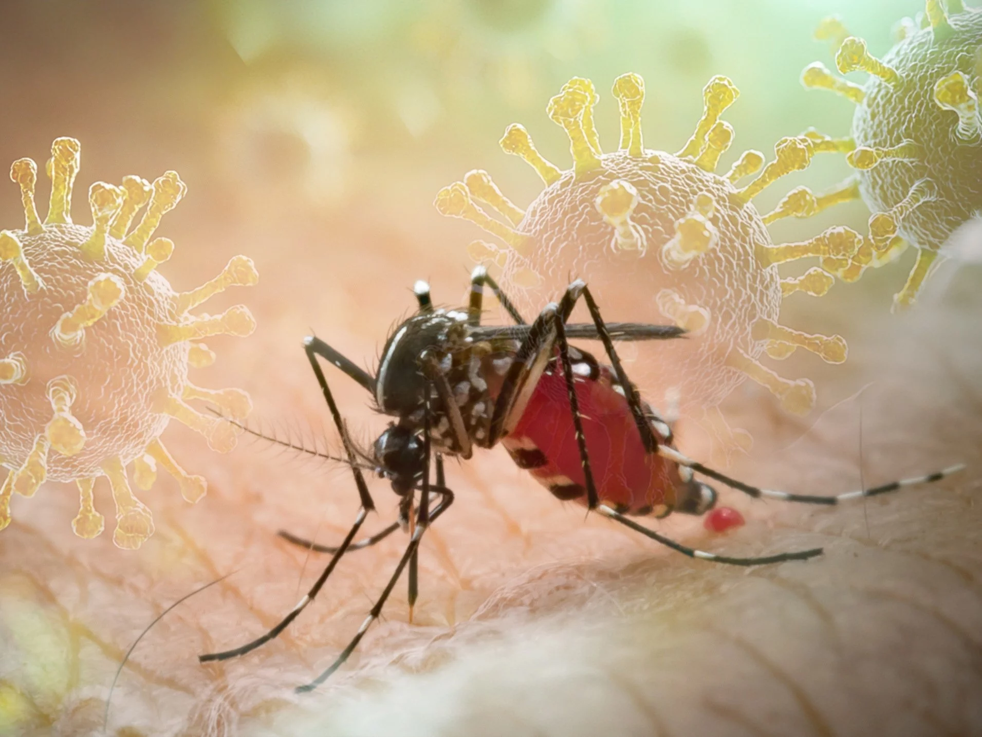 Nowa epidemia w Europie i to przez komary? WHO alarmuje Nowa epidemia w Europie i to przez komary? WHO alarmuje
