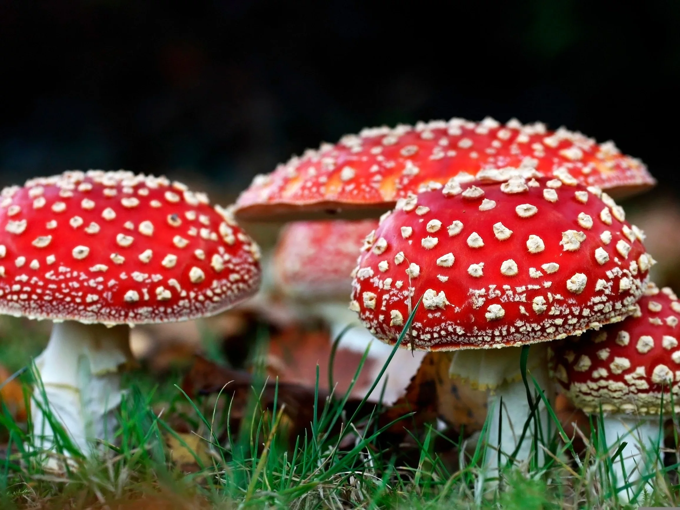 Podała rodzinie grzyby na obiad. Trzy osoby zmarły. Szokujące ustalenia wyszły na jaw Podała rodzinie grzyby na obiad. Trzy osoby zmarły. Szokujące ustalenia wyszły na jaw