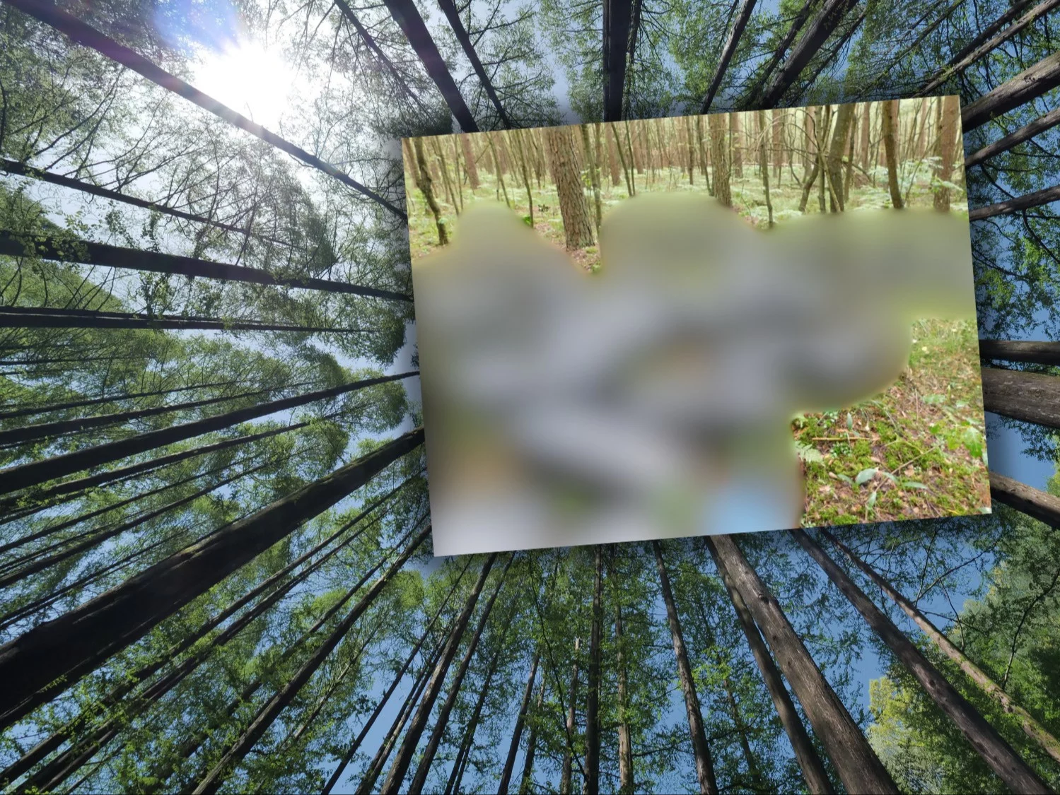 Tajemnicze „czarne pakunki” w lesie. „Powiadomiono służby” Tajemnicze „czarne pakunki” w lesie. „Powiadomiono służby”