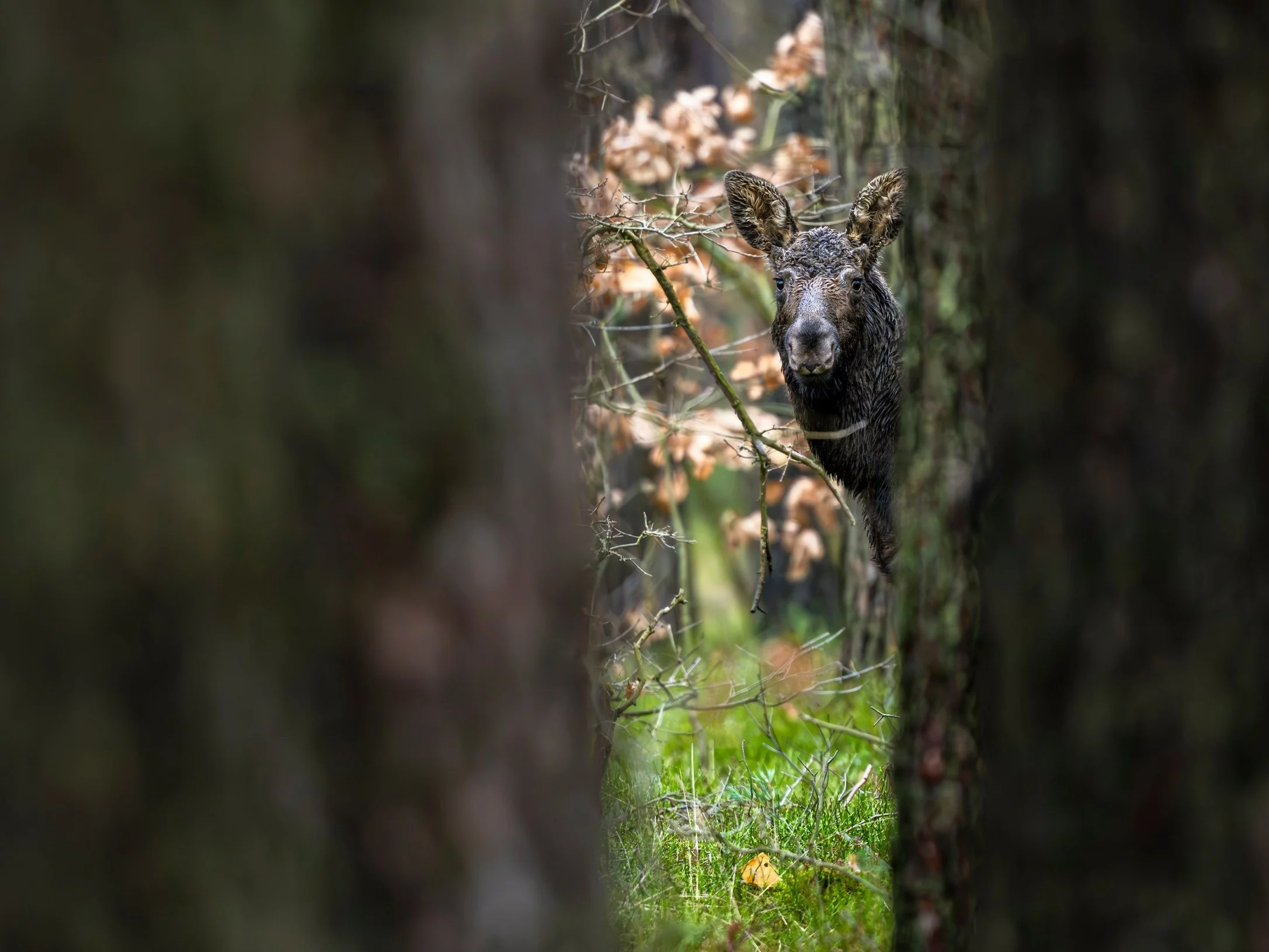 Cztery martwe łosie. Obrońcy zwierząt żądają zmian od właściciela posesji Cztery martwe łosie. Obrońcy zwierząt żądają zmian od właściciela posesji