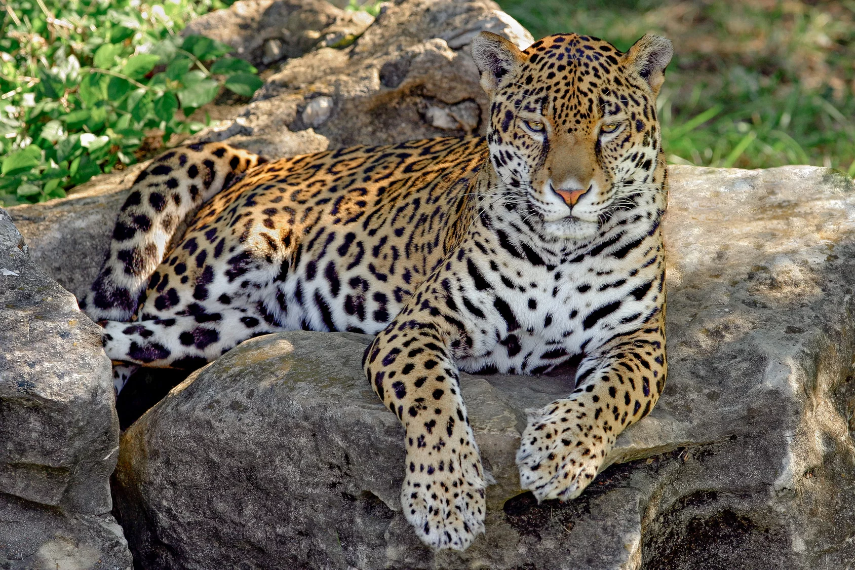 Lampart uciekł z wybiegu. Pracownik zoo nie żyje