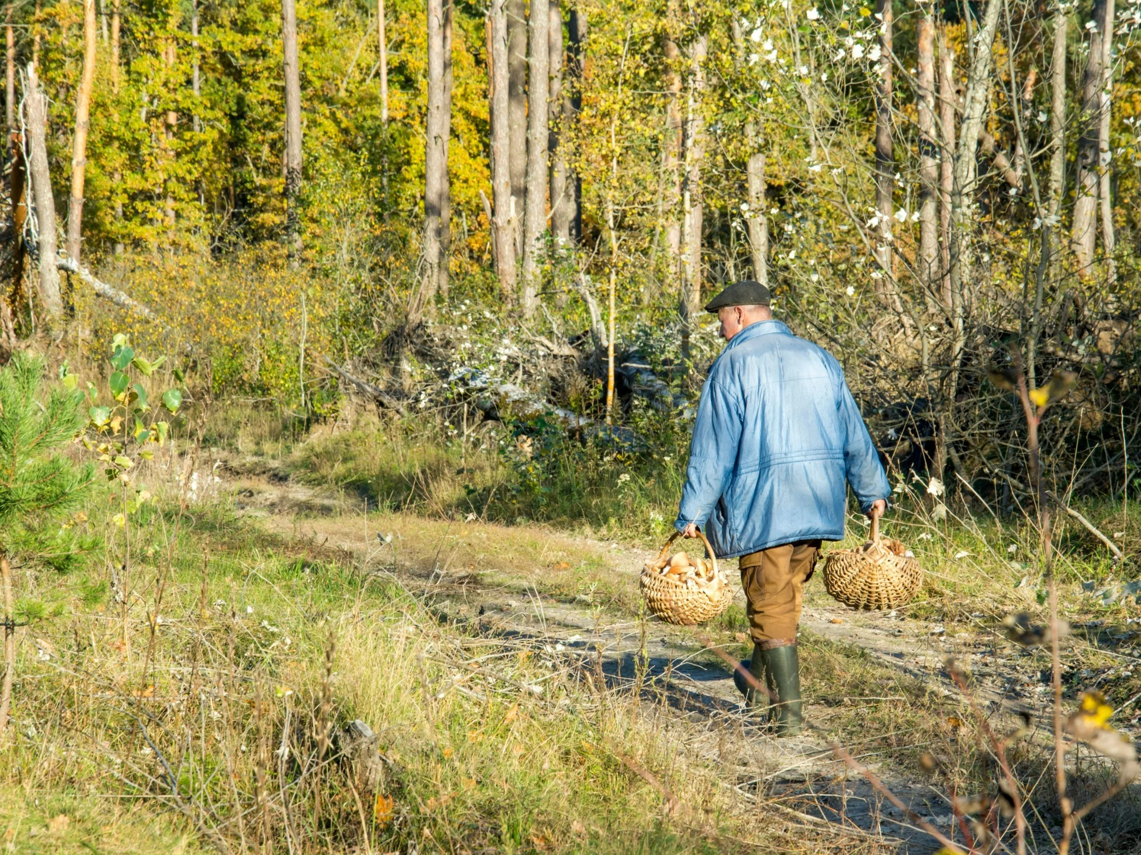 Te grzyby przypominają kurki. Leśnicy ostrzegają przed trującymi „sobowtórami” Te grzyby przypominają kurki. Leśnicy ostrzegają przed trującymi „sobowtórami”