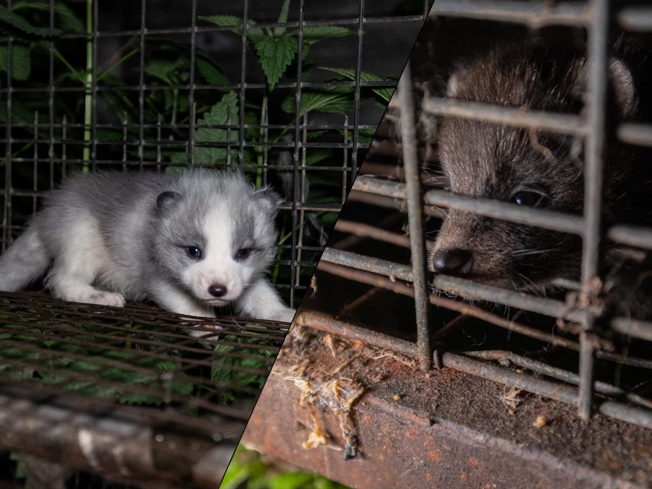 Biznes dla garstki osób, cierpienie dla milionów istnień. „Niewyobrażalne tortury”