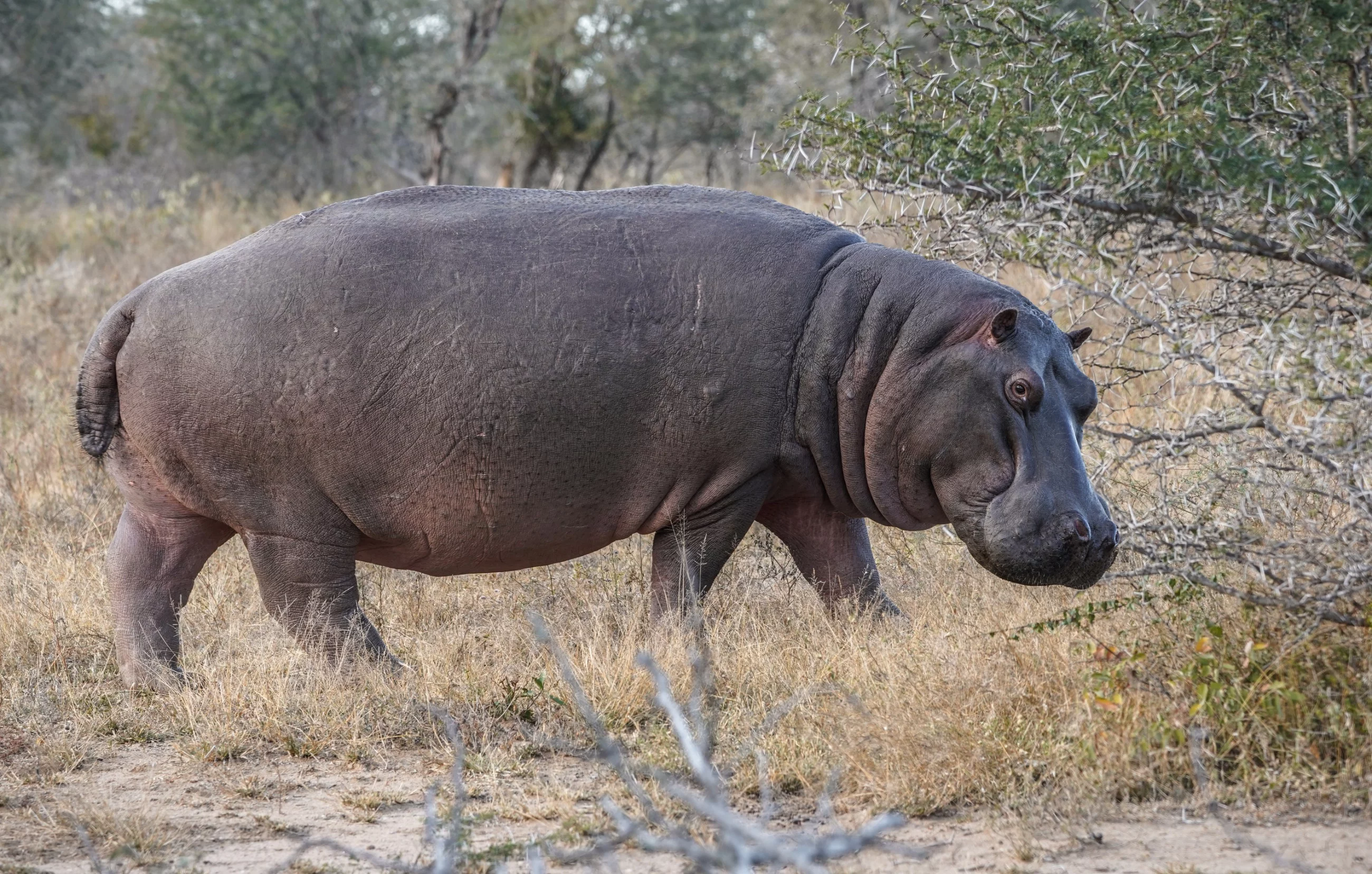 Hipopotam przewr&oacute;cił ł&oacute;dź. Nie&nbsp;żyje 11 os&oacute;b