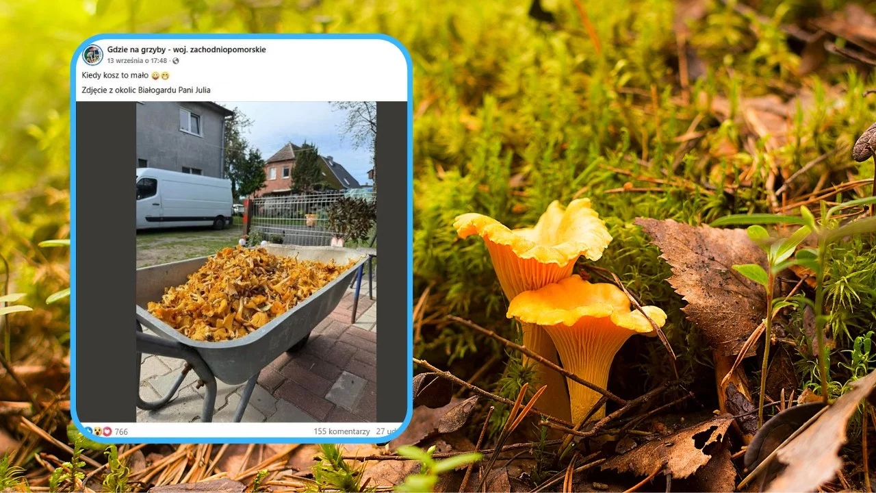 „Kiedy kosz to za mało”. Grzybiarz grzmi po zdjęciu. Chce limitu dziennego