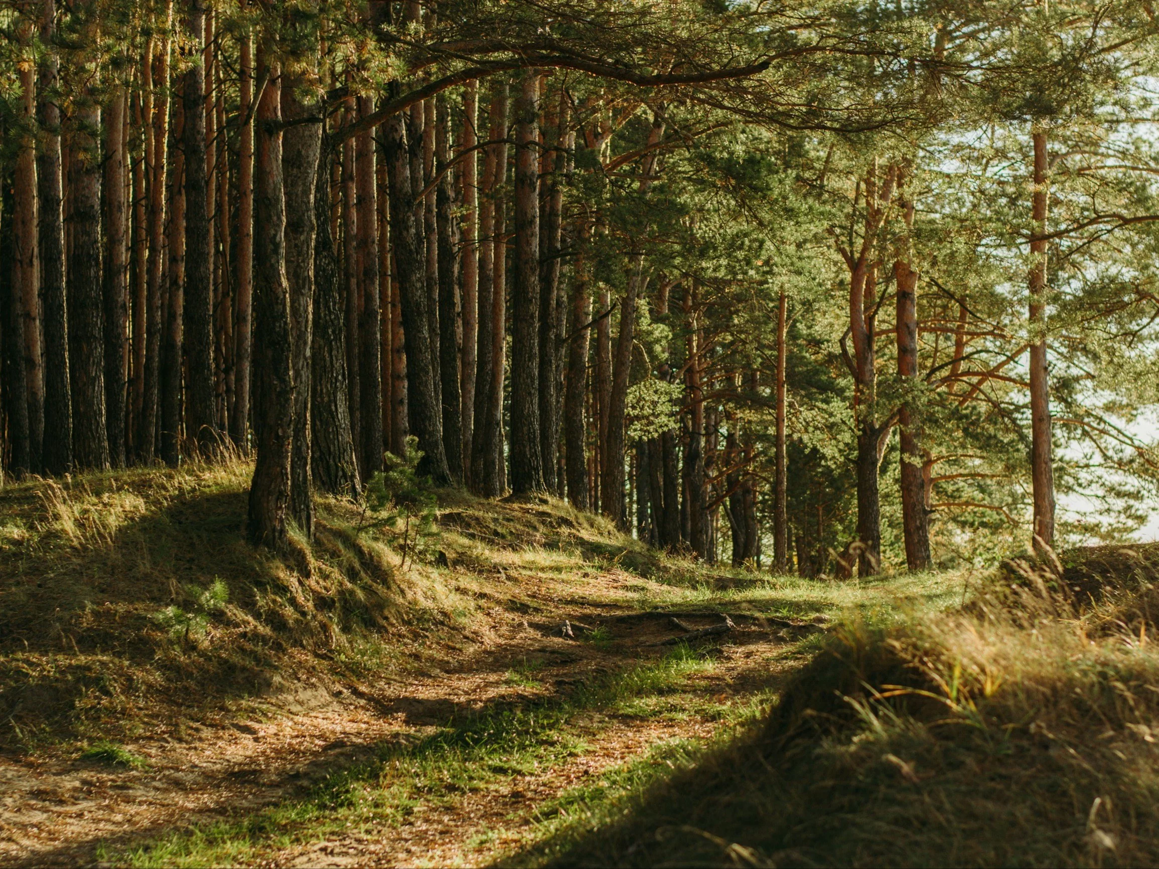 Leśnik pokazał, co znalazł w bucie. „Robal-wampir”