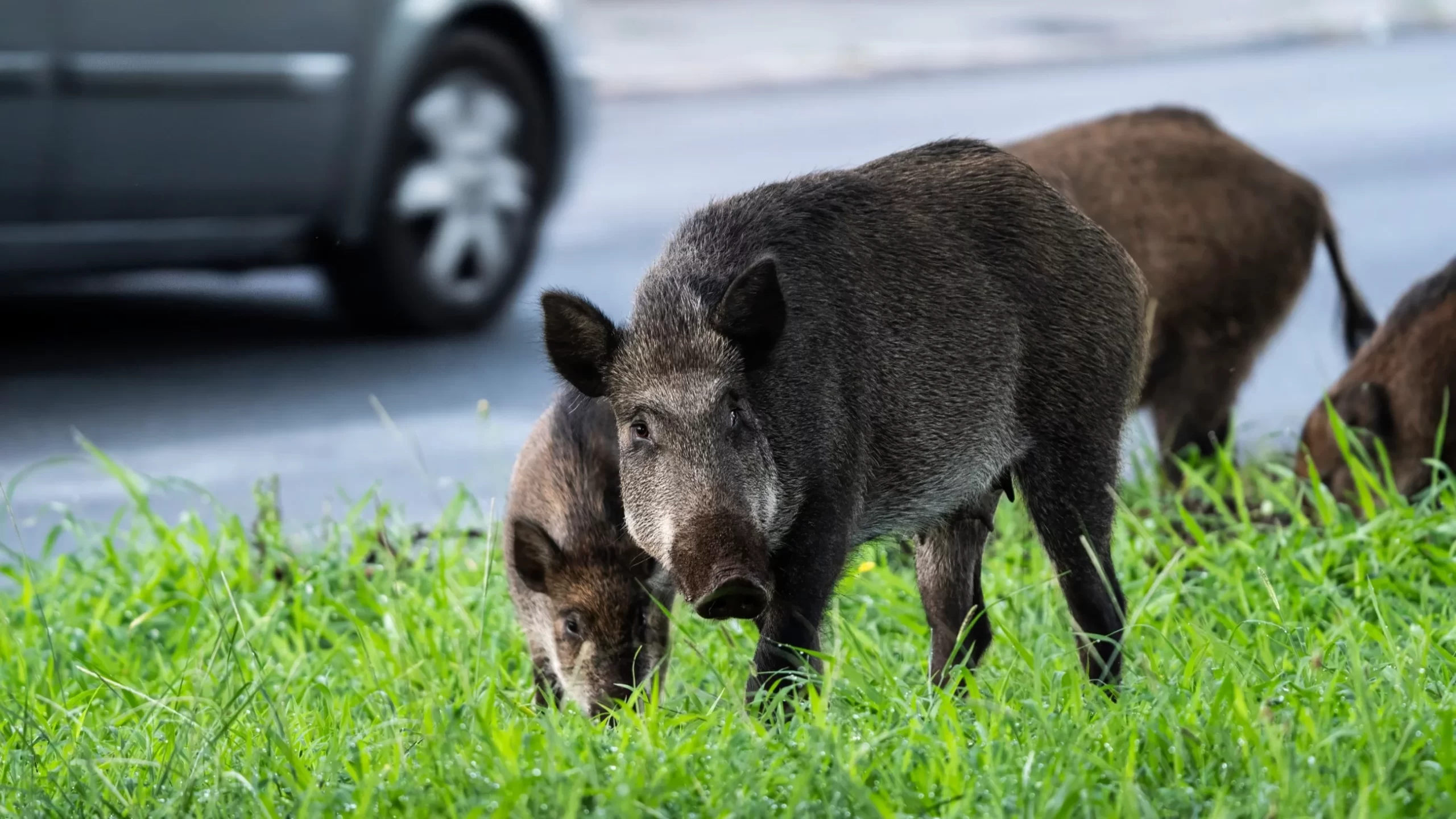 Polowanie na dziki w wielkim mieście. „Przed oknami mordowano zwierzęta”