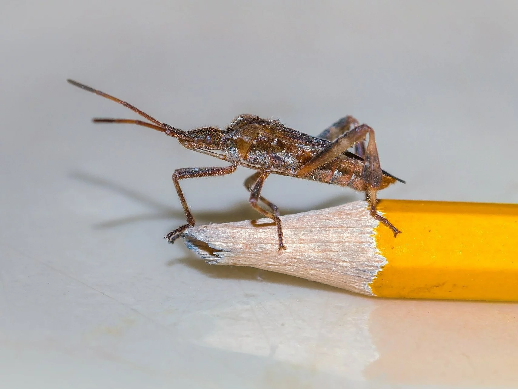 Śmierdzące pluskwiaki w polskich domach. Jak pozbyć się „pasażerów na gapę”?
