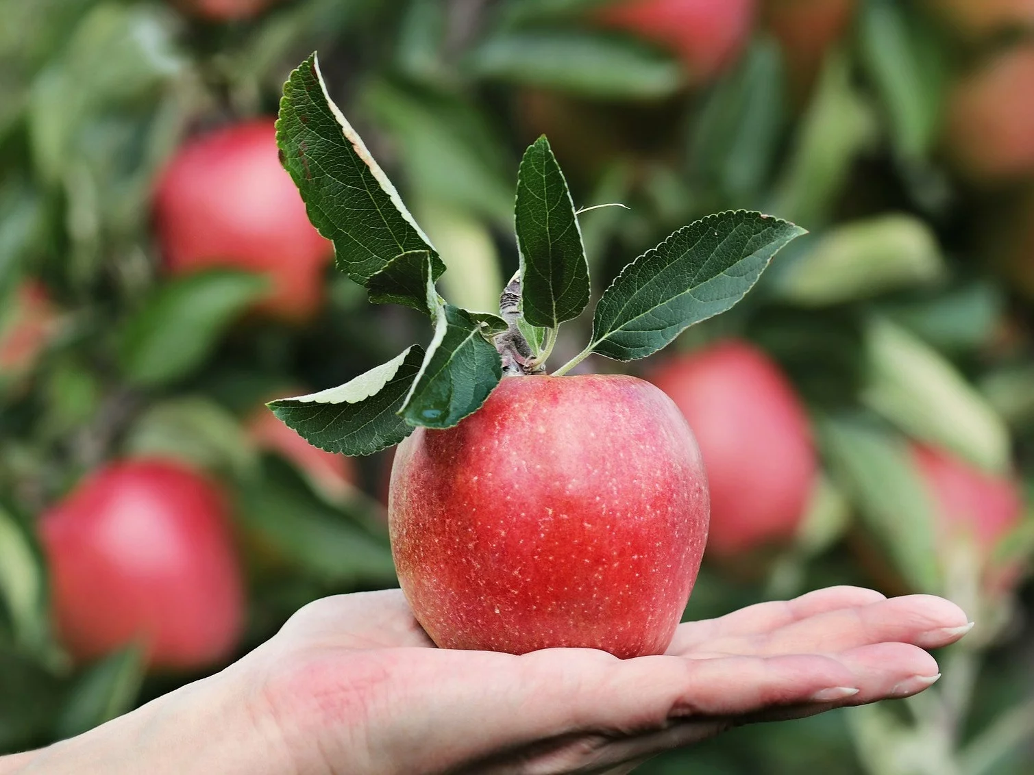 Wrzesień w ogrodzie. Co siejemy i sadzimy? Wrzesień w ogrodzie. Co siejemy i sadzimy?