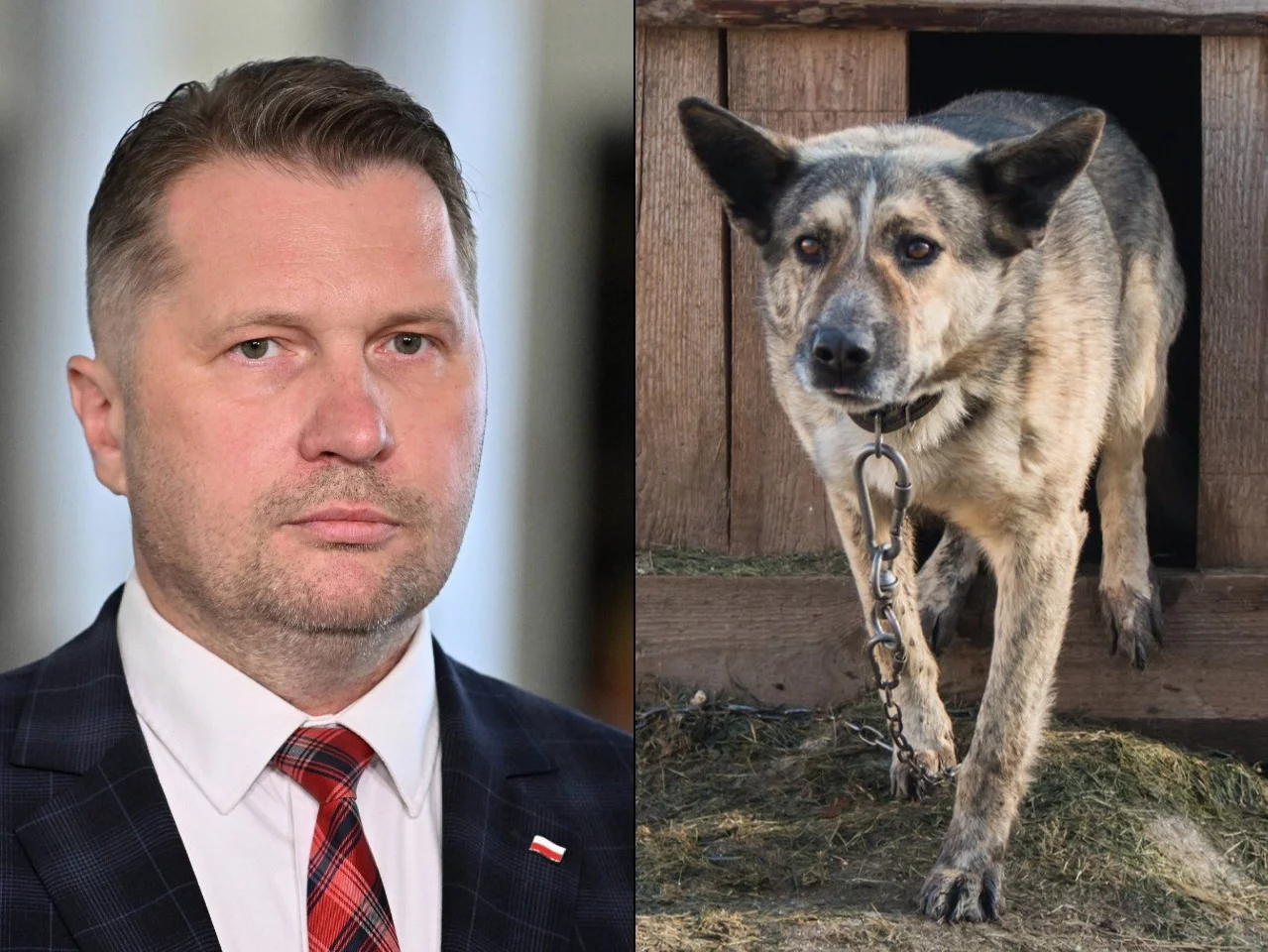 Czarnek broni trzymania psów na łańcuchach. W sieci zawrzało Czarnek broni trzymania psów na łańcuchach. W sieci zawrzało