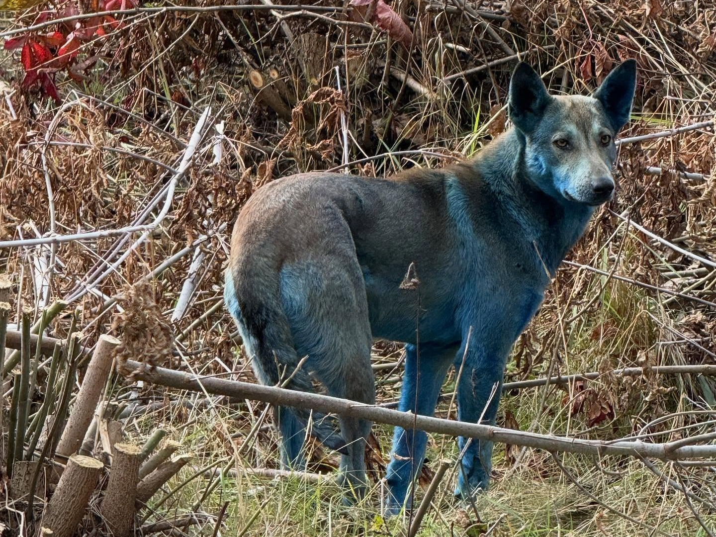 Niespotykany widok na terenie elektrowni w Czarnobylu. Biegają tam niebieskie psy Niespotykany widok na terenie elektrowni w Czarnobylu. Biegają tam niebieskie psy