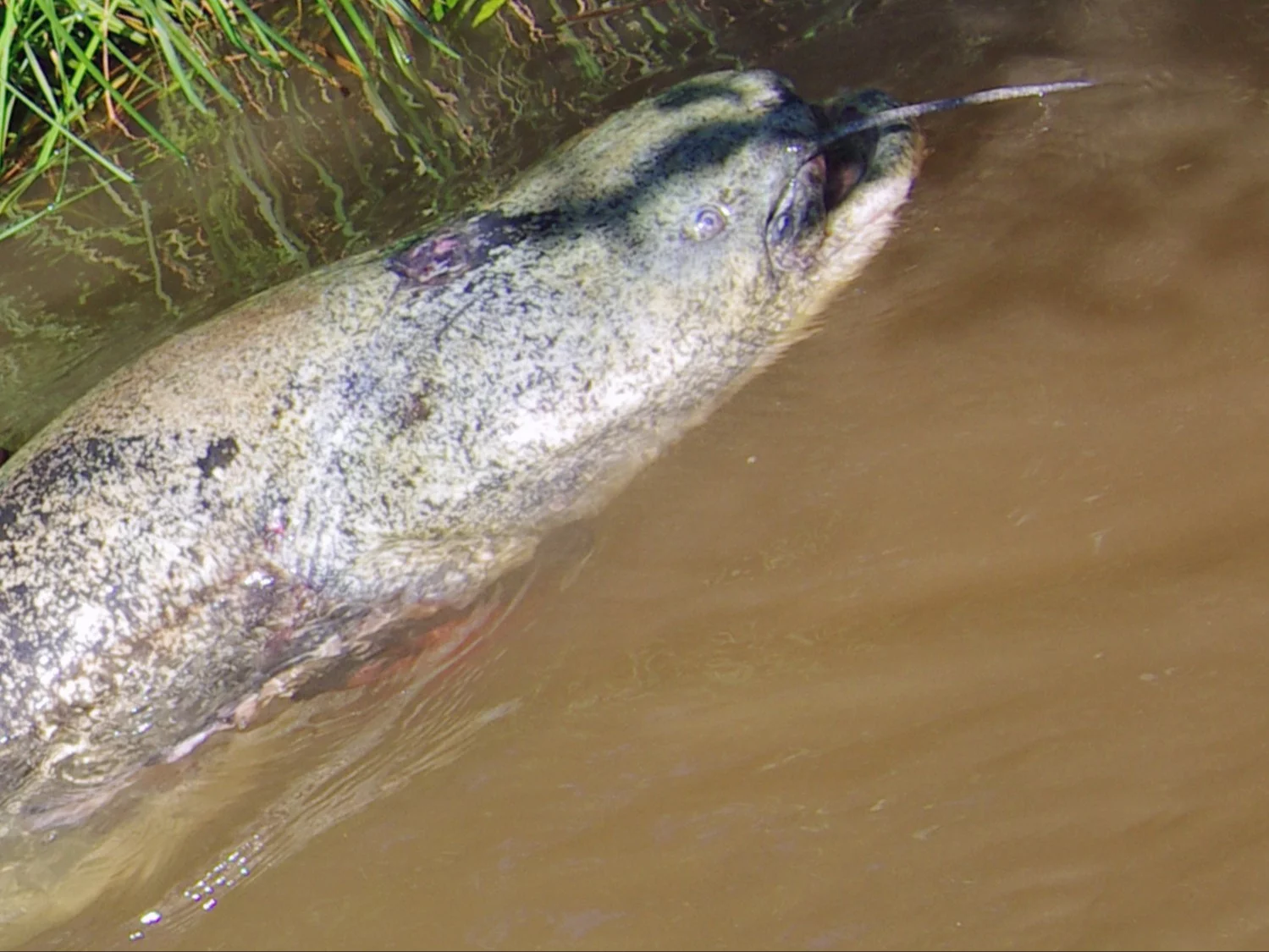 Polscy wędkarze ustanowili nowy rekord świata. Taką długość miał sum gigant Polscy wędkarze ustanowili nowy rekord świata. Taką długość miał sum gigant
