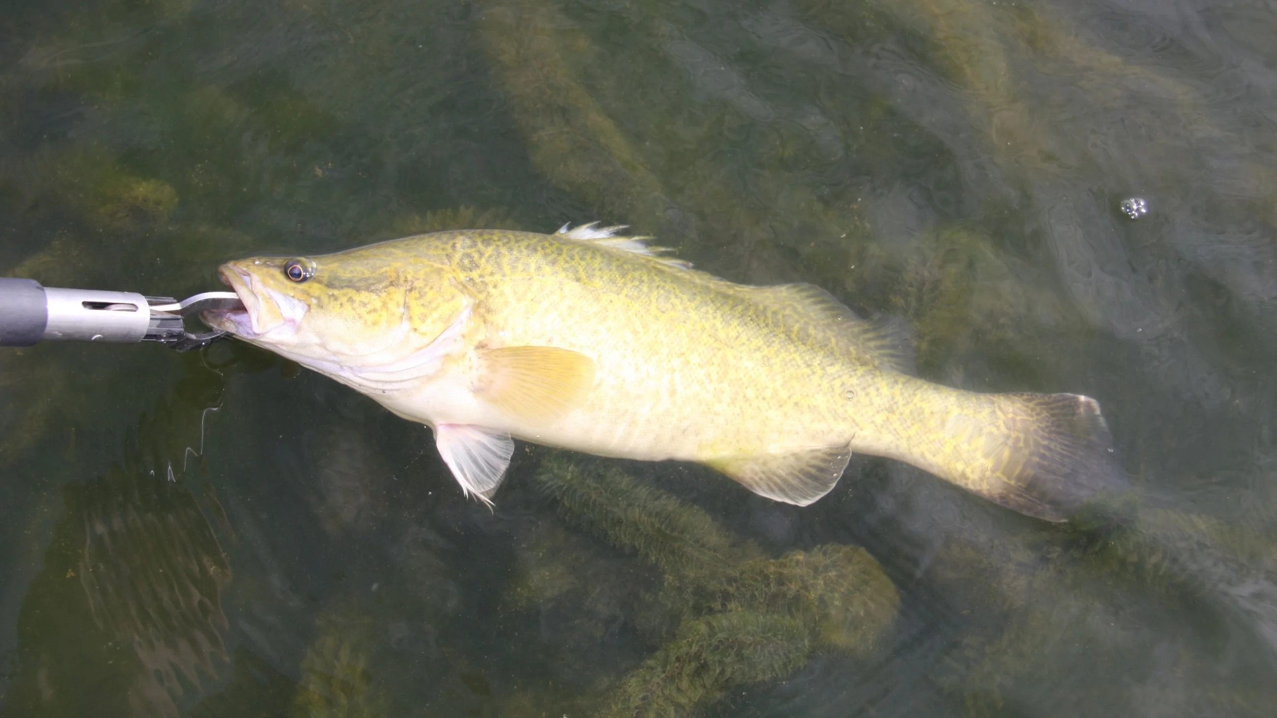 Ryba zaskoczyła naukowców bijąc rekord. „Nigdy wcześniej nie spotkaliśmy się z taką skalą”
