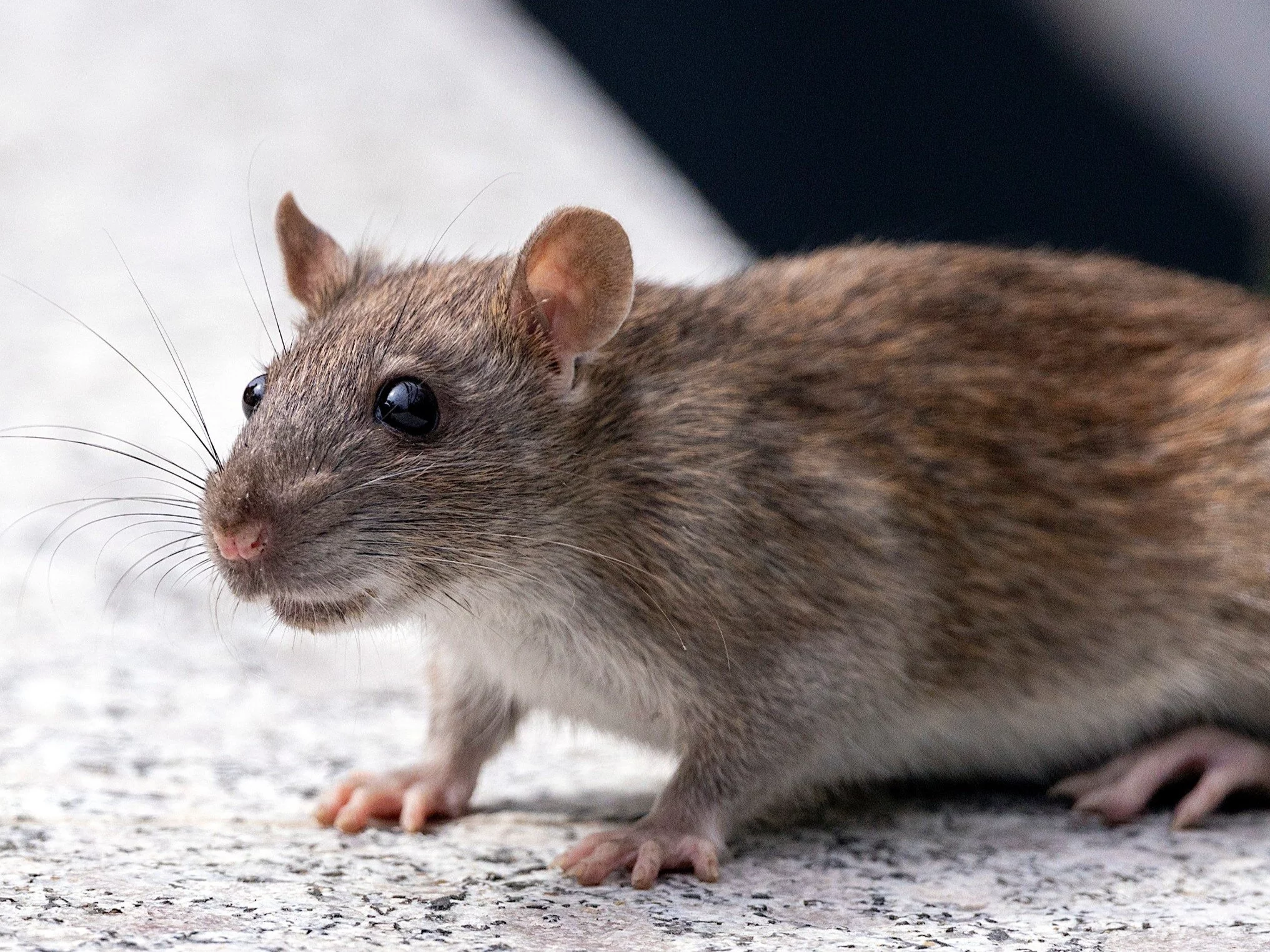 Szczury w żywności dla potrzebujących. Skandal we Wrocławiu