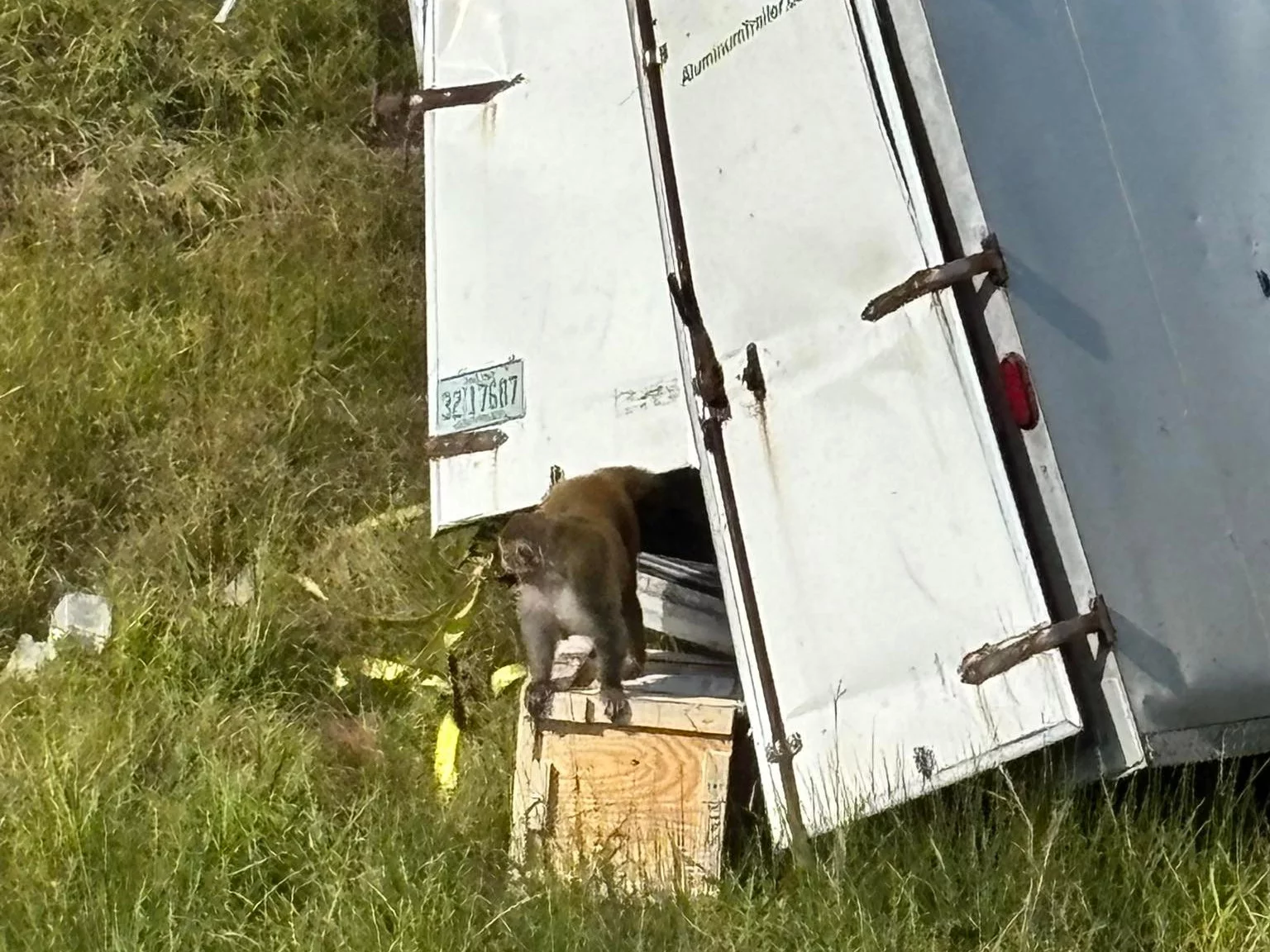 Wielka ucieczka małp laboratoryjnych. Zostały zakażone śmiertelnymi wirusami? Wielka ucieczka małp laboratoryjnych. Zostały zakażone śmiertelnymi wirusami?