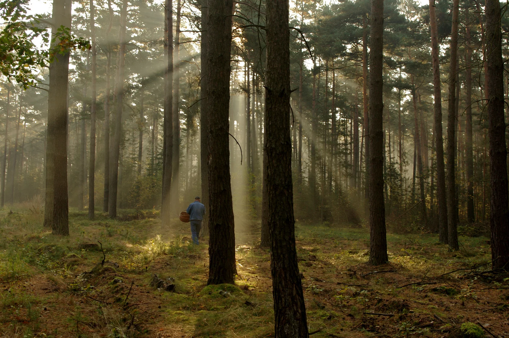 Zebrał 32,5 tys. grzybów i to nie koniec. „Im więcej grzybiarzy w lesie, tym więcej będzie grzybów” Zebrał 32,5 tys. grzybów i to nie koniec. „Im więcej grzybiarzy w lesie, tym więcej będzie grzybów”