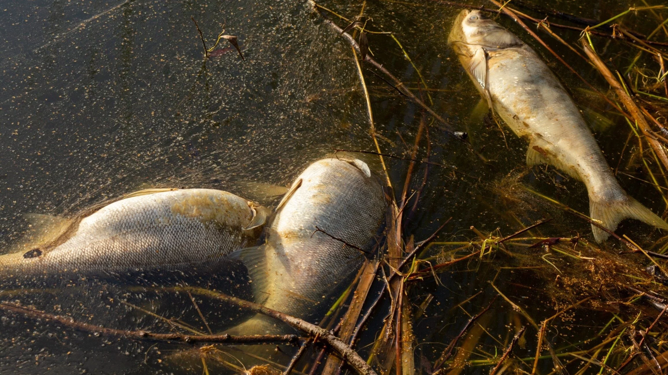 Złota alga w Odrze wciąż groźna. Eksperci tłumaczą Złota alga w Odrze wciąż groźna. Eksperci tłumaczą