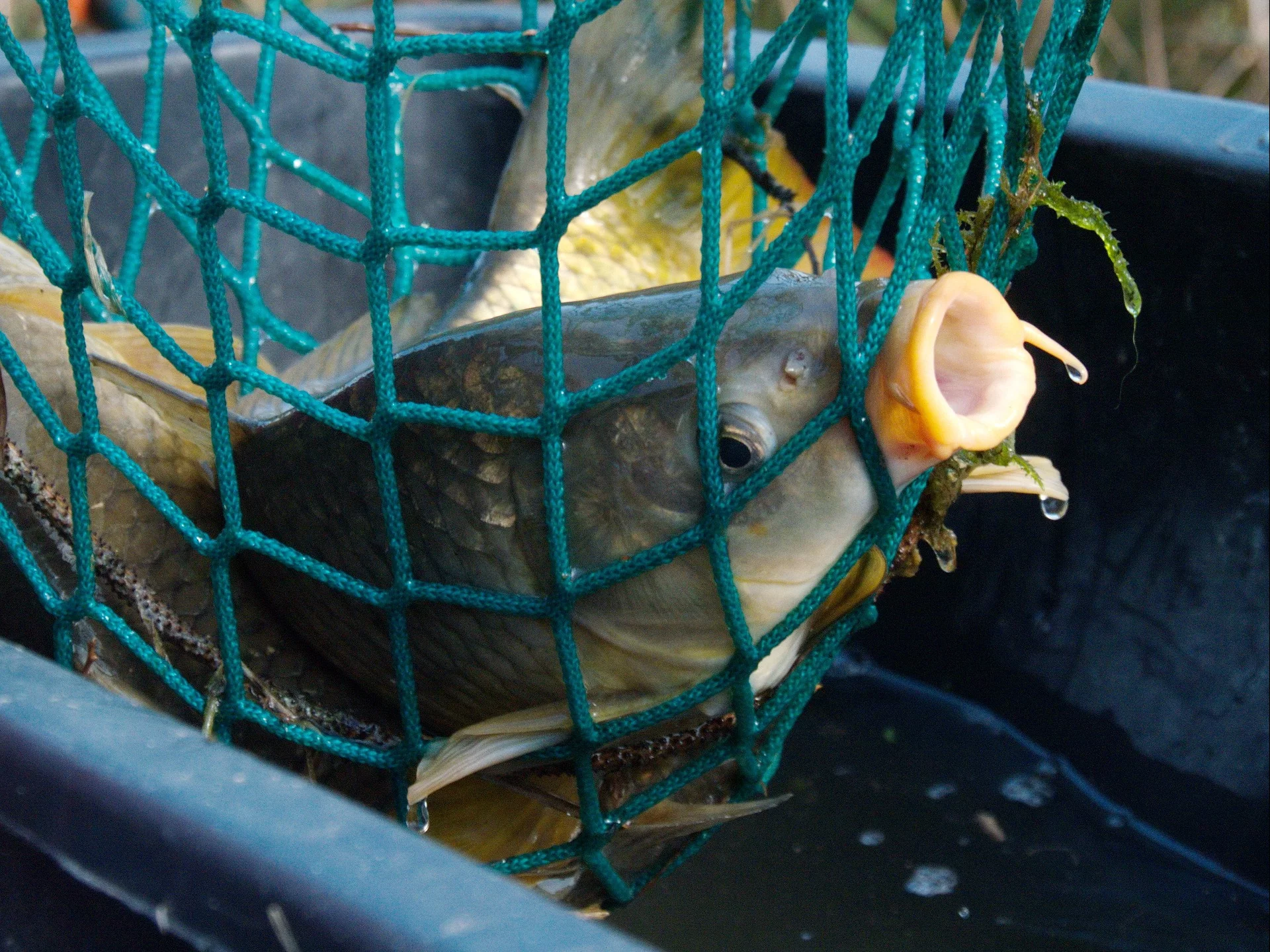 Jakie ceny karpia w 2025 r.? Dobra wiadomość dla Polaków