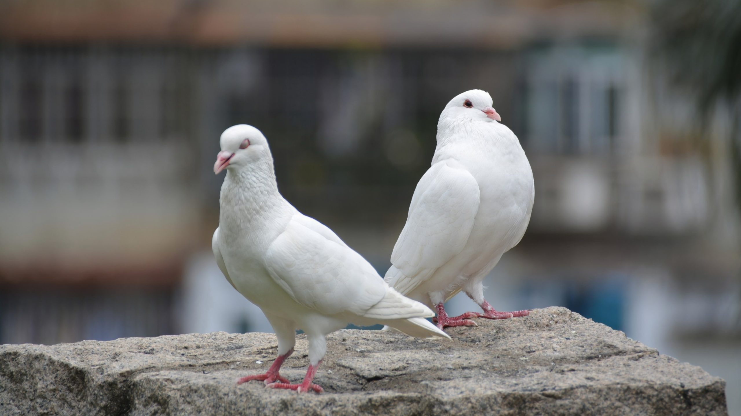 Kontrowersje wokół obchodów 11 listopada. „Zginą setki gołębi”