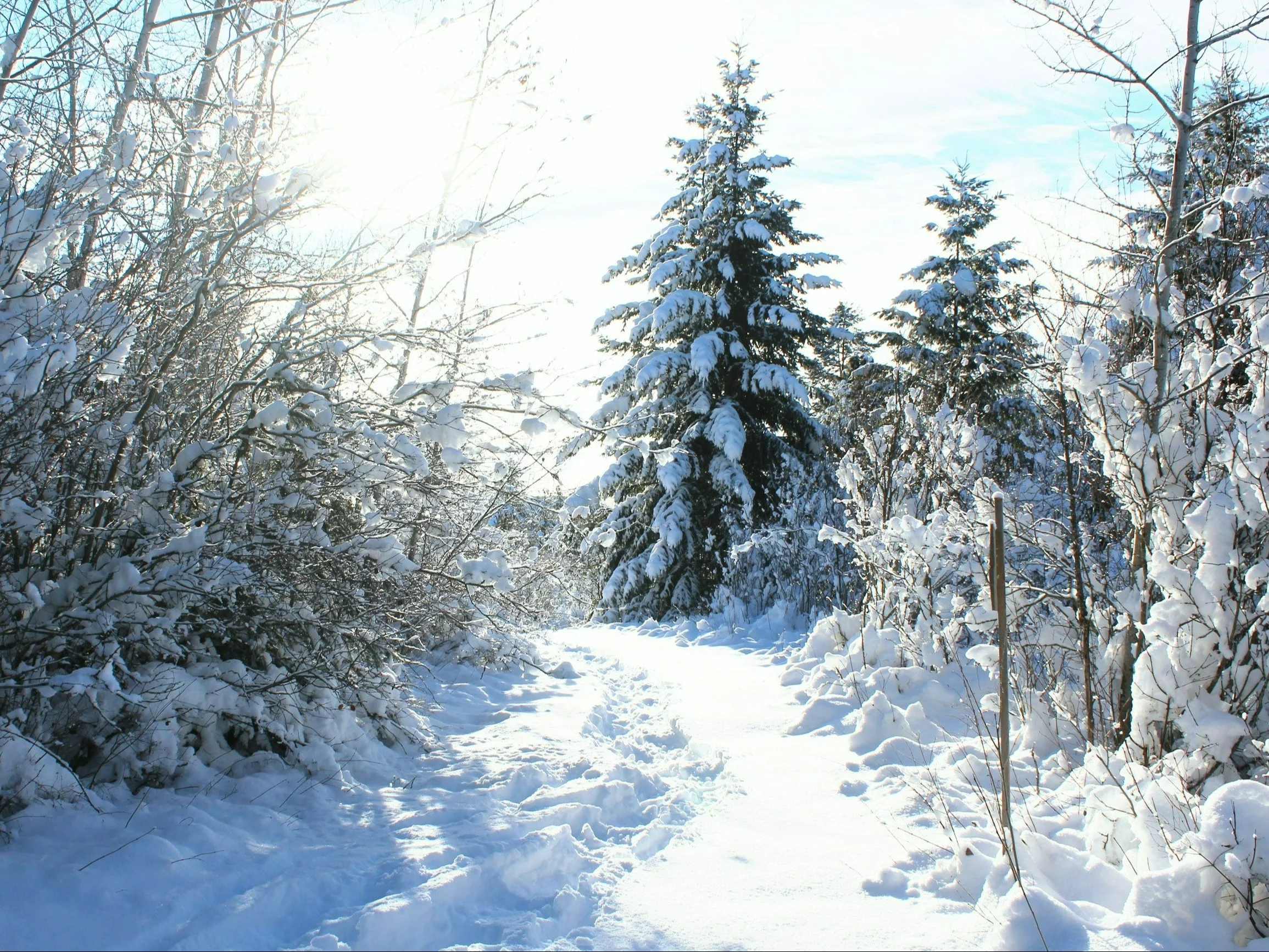 Pogoda w grudniu poważnie zaskoczy! Nowa analiza synoptyka. „Wystrzał” temperatury! Pogoda w grudniu poważnie zaskoczy! Nowa analiza synoptyka. „Wystrzał” temperatury!