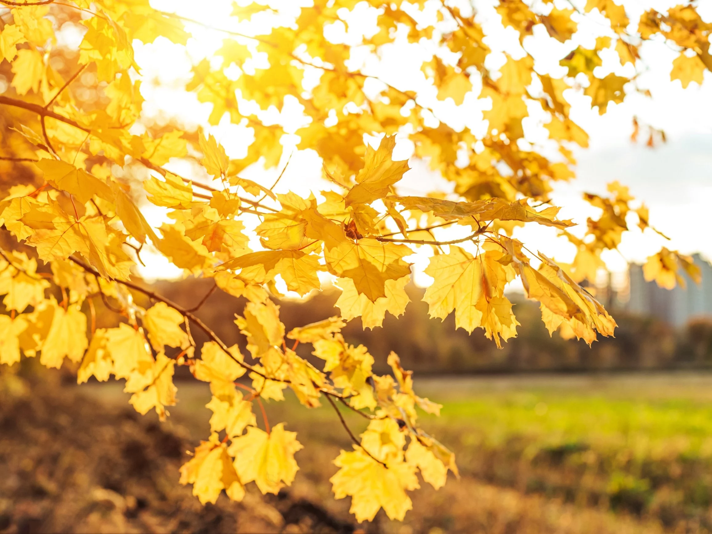Pogoda zaskoczy Polaków. Powiew lata w środku jesieni