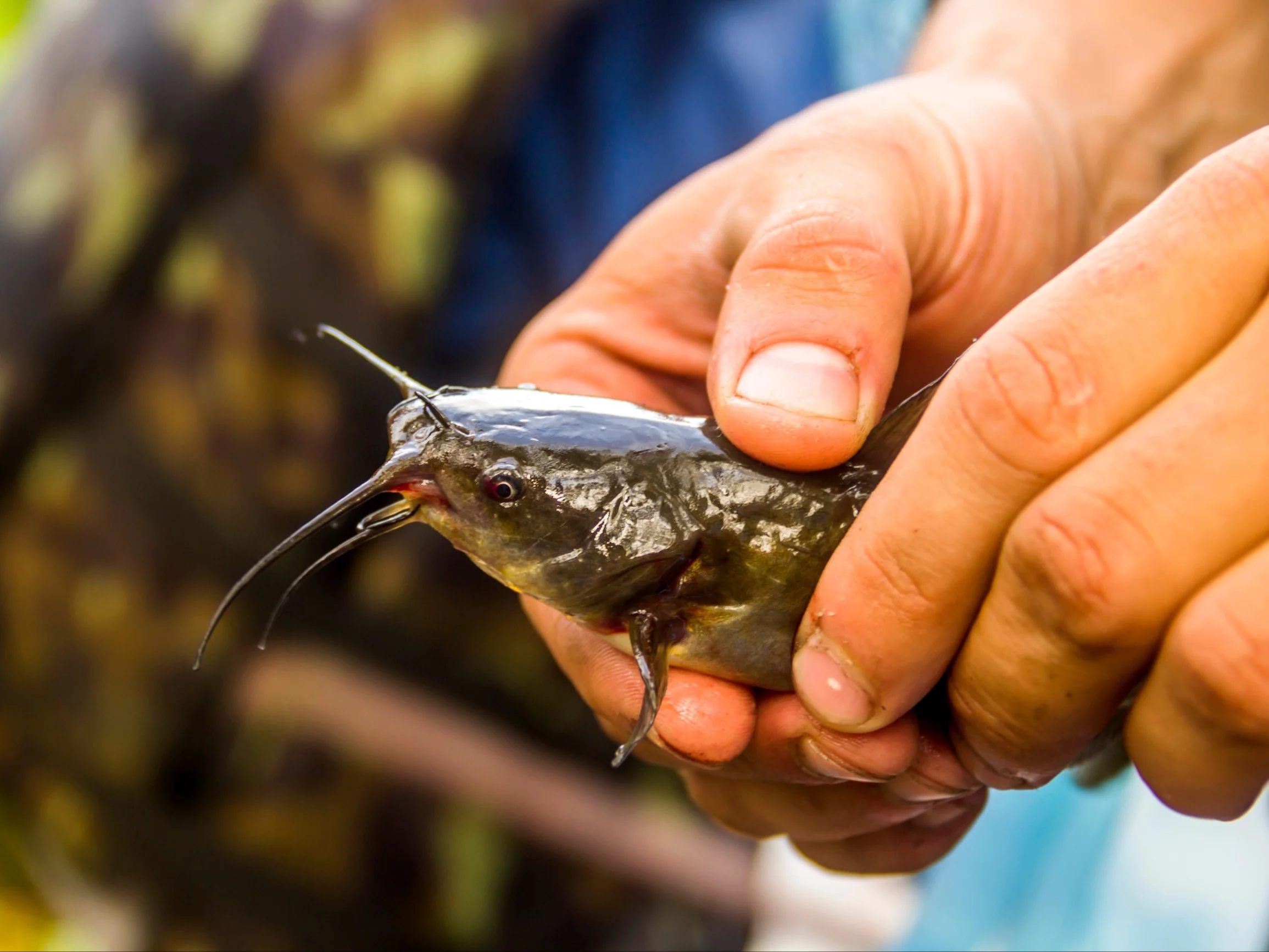 Przyrodnicza sensacja w Warszawie. To inwazyjne gatunki ryb Przyrodnicza sensacja w Warszawie. To inwazyjne gatunki ryb