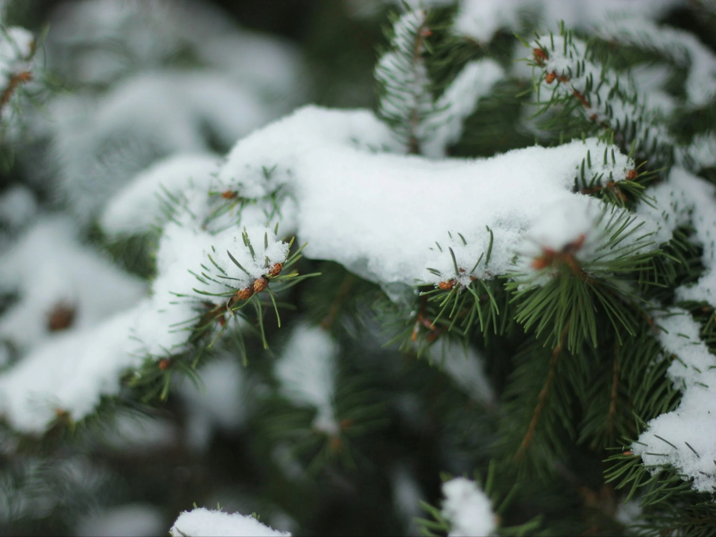 Śnieg i mróz na Boże Narodzenie. Najnowsze prognozy dla Polski są jednoznaczne