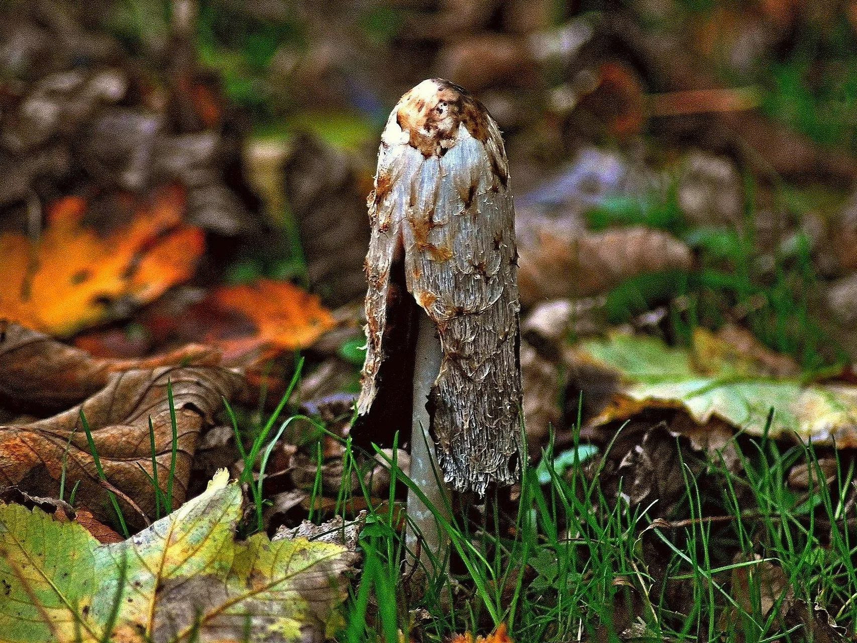 Ten grzyb to „fabryka atramentu”. Sam się rozpuszcza. „Tysiące zarodników” Ten grzyb to „fabryka atramentu”. Sam się rozpuszcza. „Tysiące zarodników”