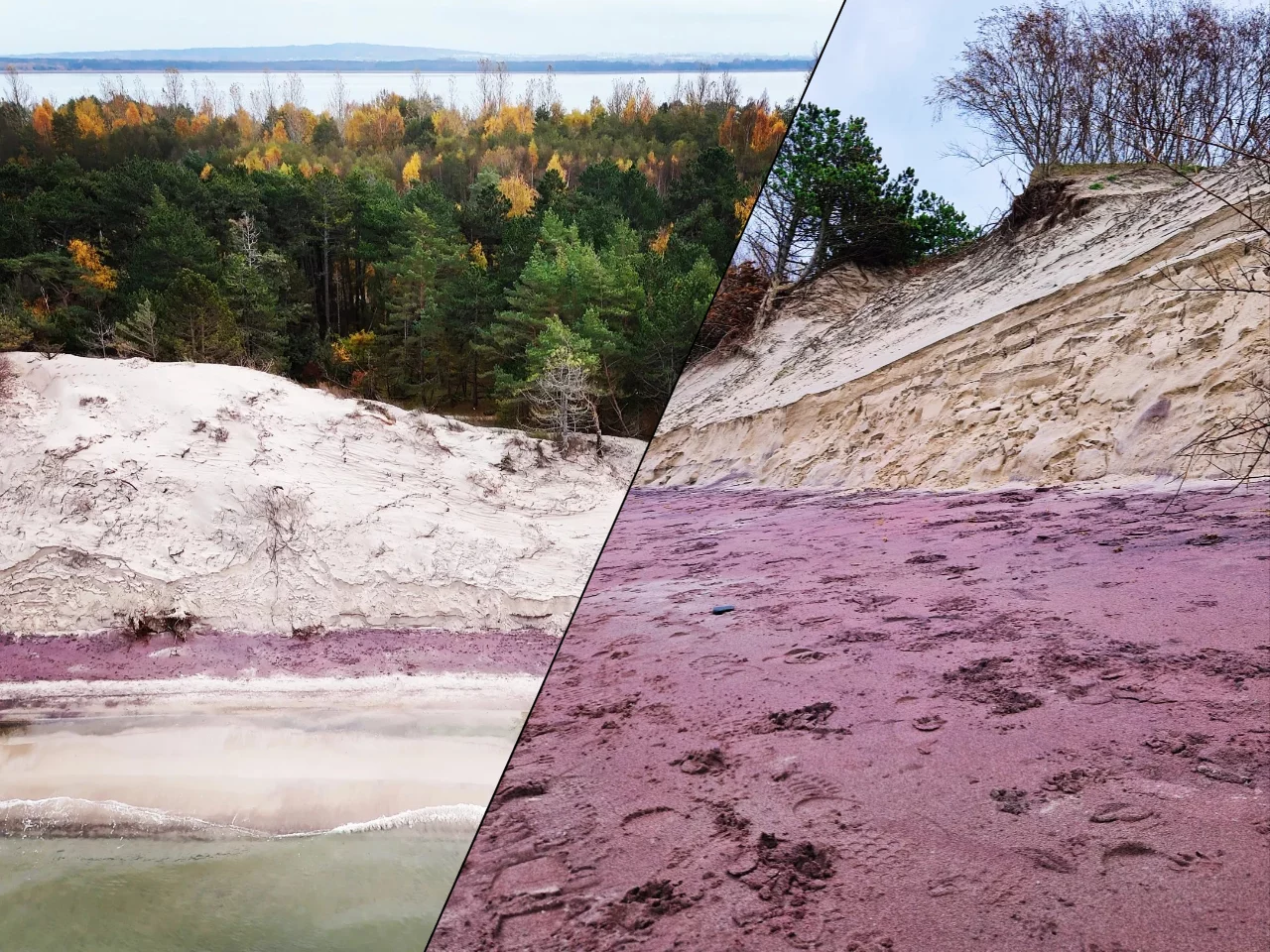 Widok jak z bajki. Plaża nad Bałtykiem zmieniła kolor Widok jak z bajki. Plaża nad Bałtykiem zmieniła kolor