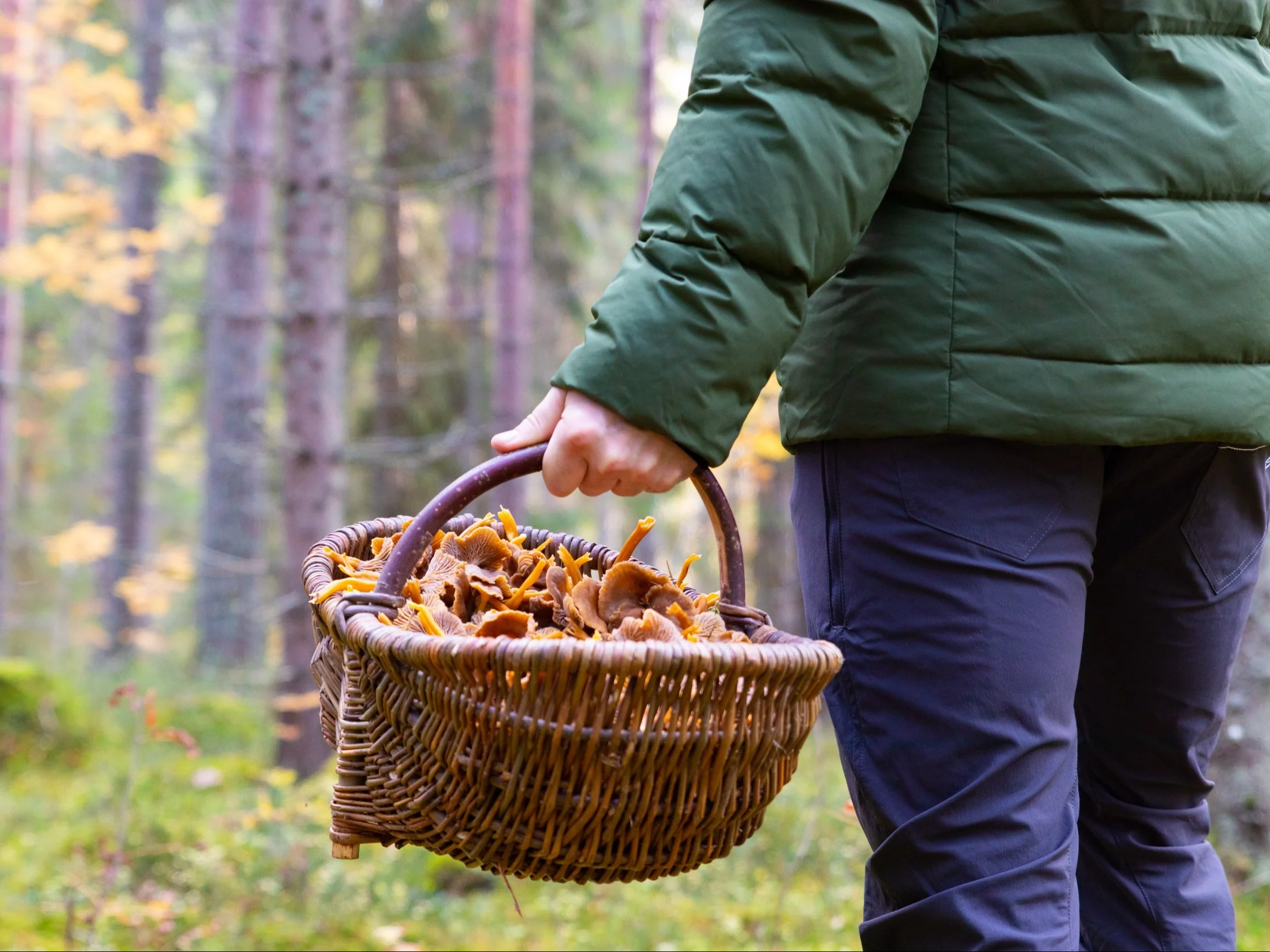 Wyszli na grzyby we dwóch, wrócił tylko jeden. Tragedia w środku lasu