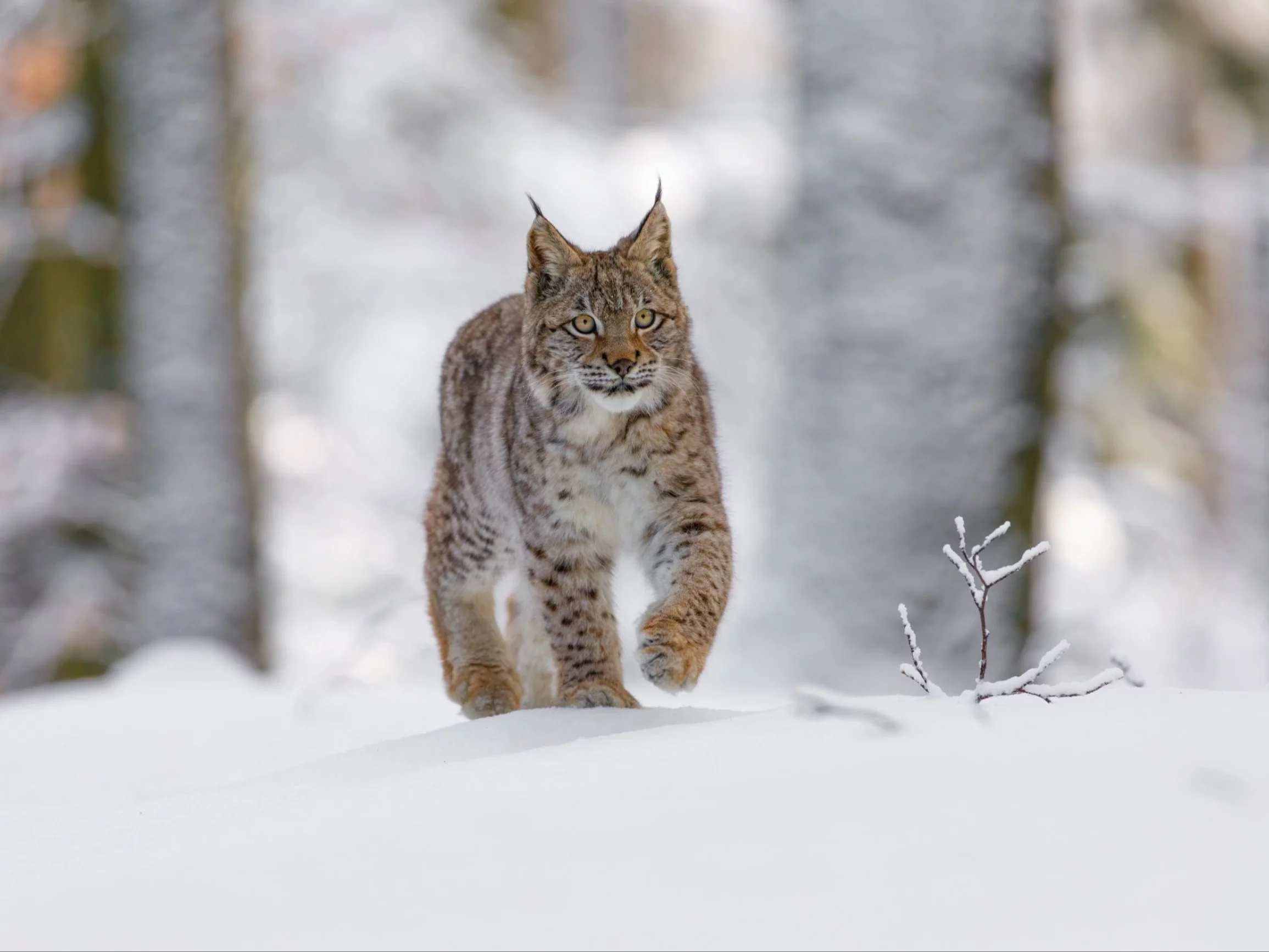 Zastrzelili samicę rysia. Przełom w sprawie kłusowników