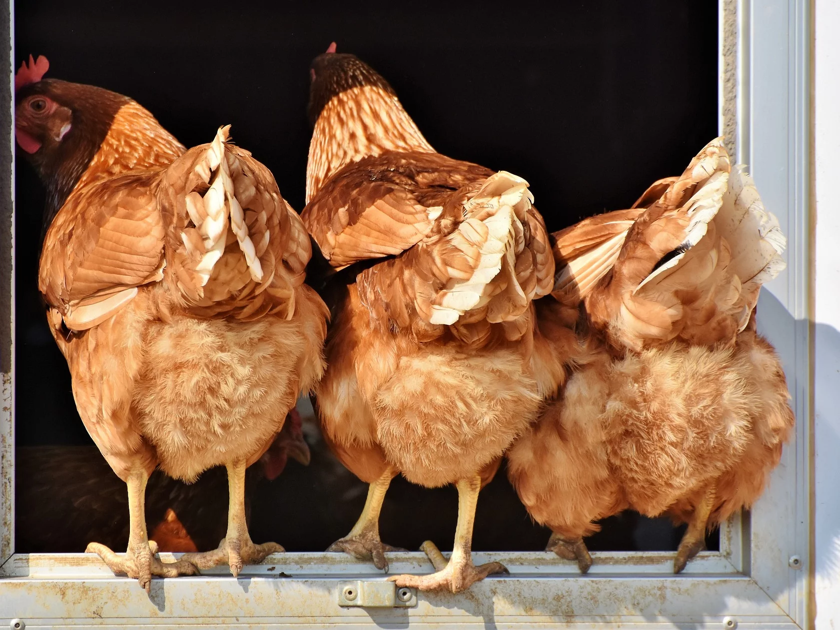 Groźna choroba w Polsce. Jest komunikat