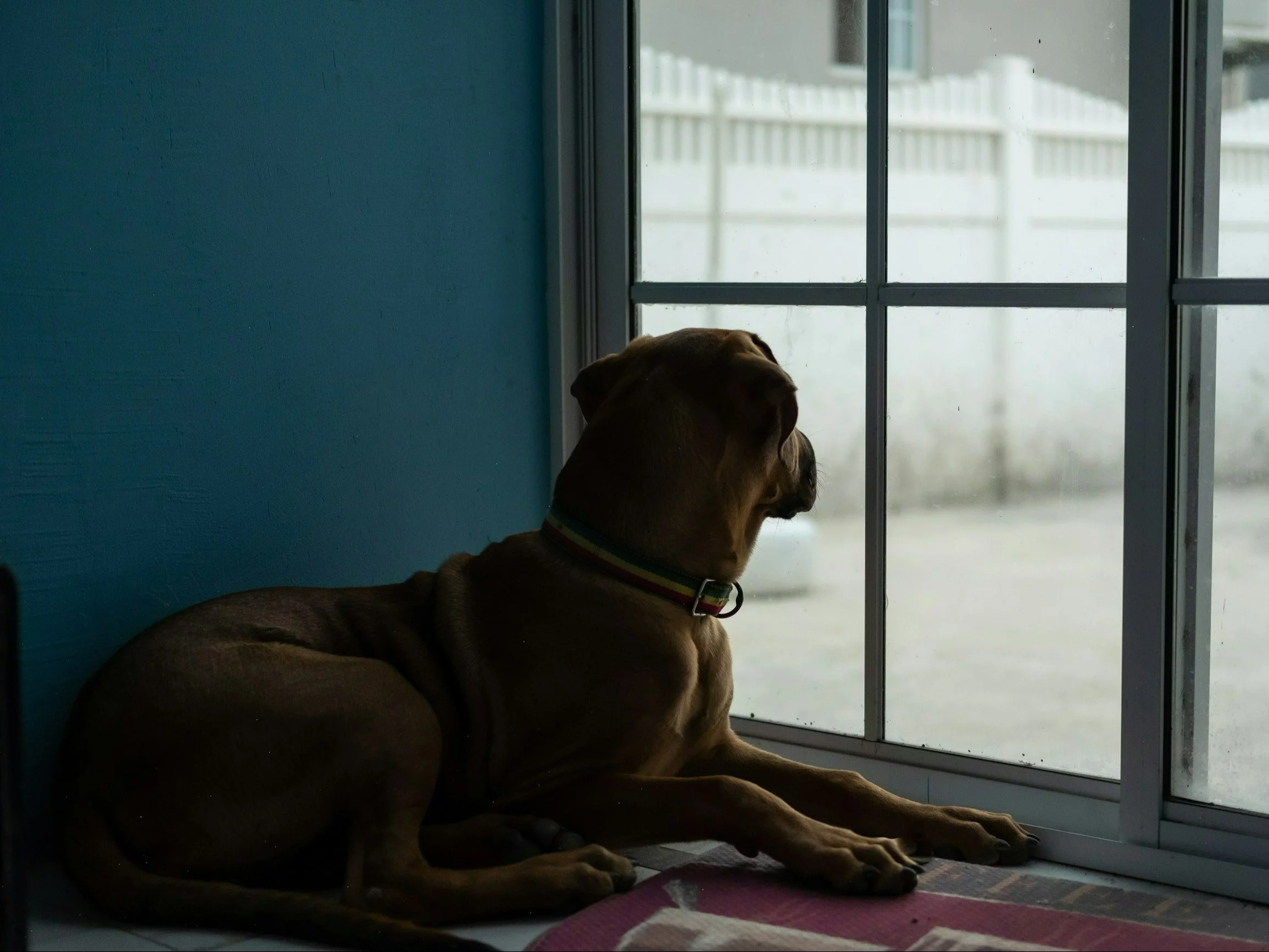 Jak długo pies może być sam? Lekarka weterynarii wyjaśnia. Wspomniała o regule Jak długo pies może być sam? Lekarka weterynarii wyjaśnia. Wspomniała o regule