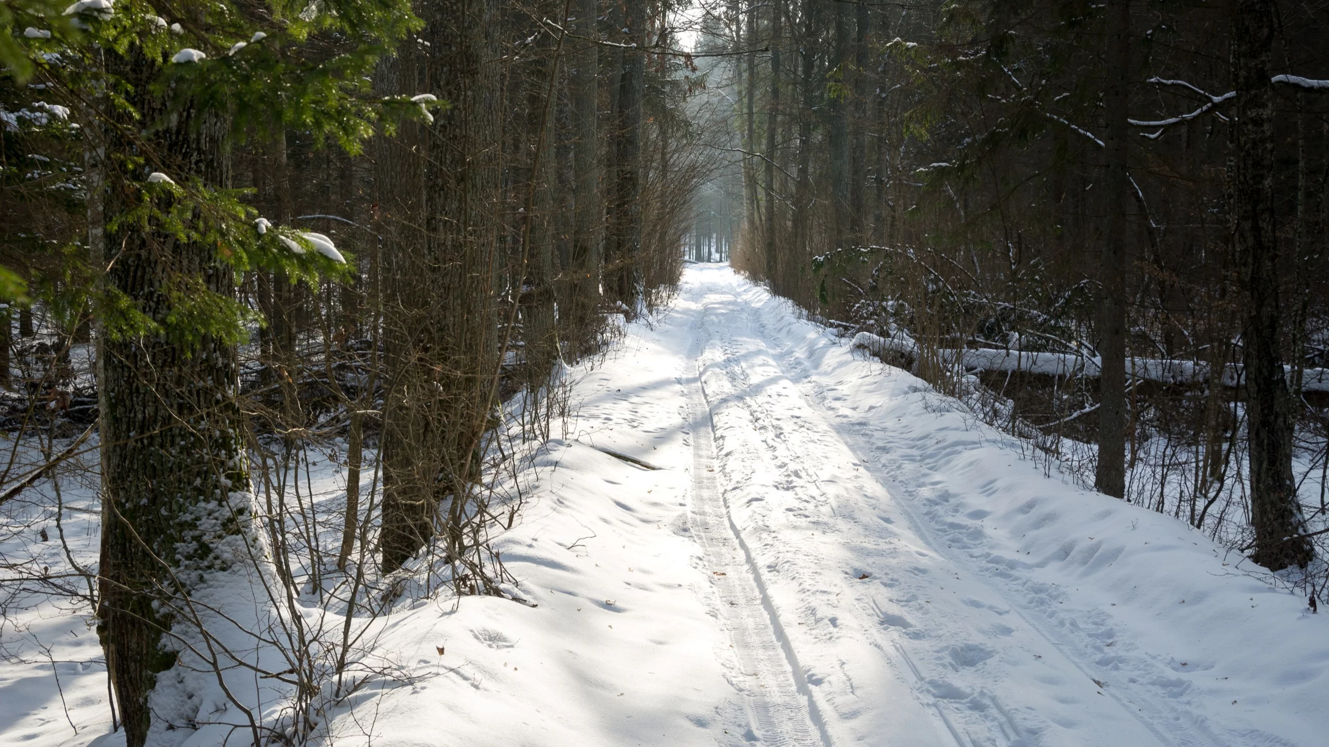 Naukowcy i przyrodnicy alarmują ws. Puszczy Białowieskiej. „Stanowisko ws. pilnych działań”