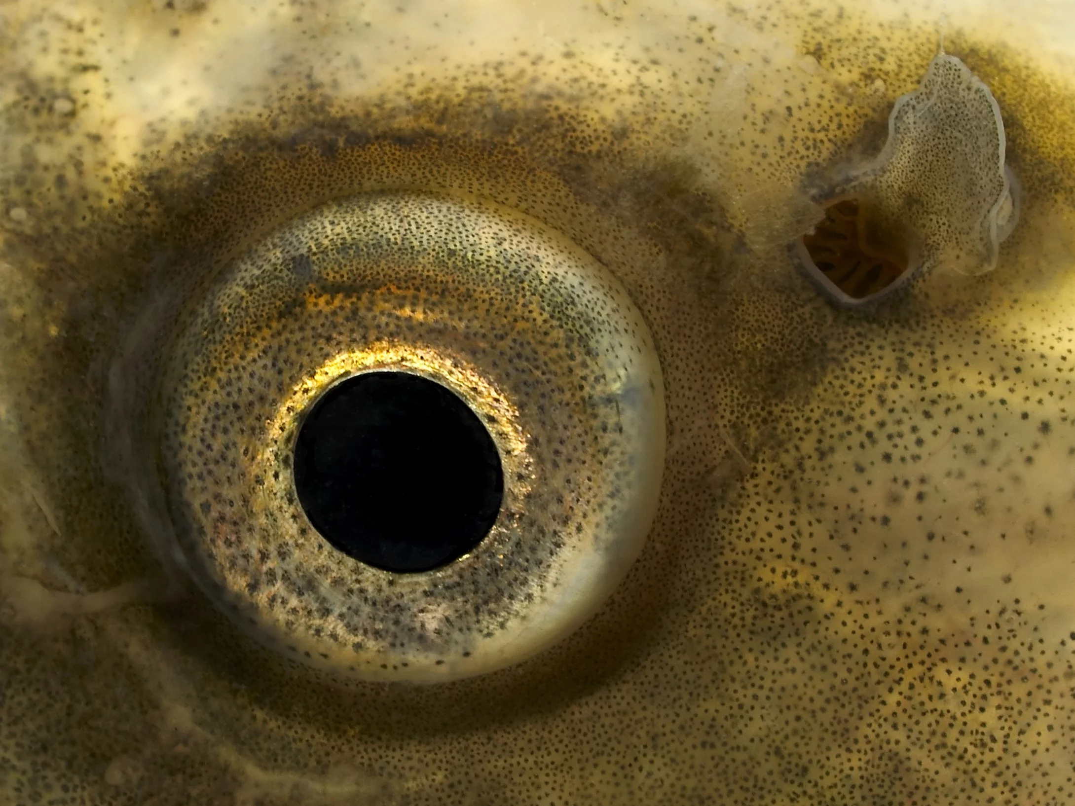 Wędkarz złowił gigantyczną rybę, tak świętują „karpiarze”. „Wpadłem w euforię” Wędkarz złowił gigantyczną rybę, tak świętują „karpiarze”. „Wpadłem w euforię”