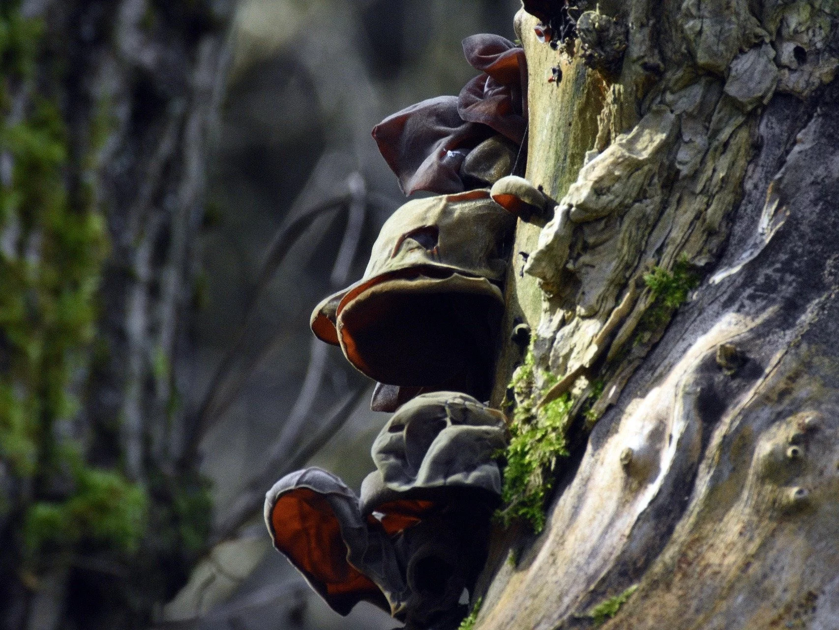 Zimowe grzybobranie. Te okazy nawet w styczniu mogą wpaść do koszyka