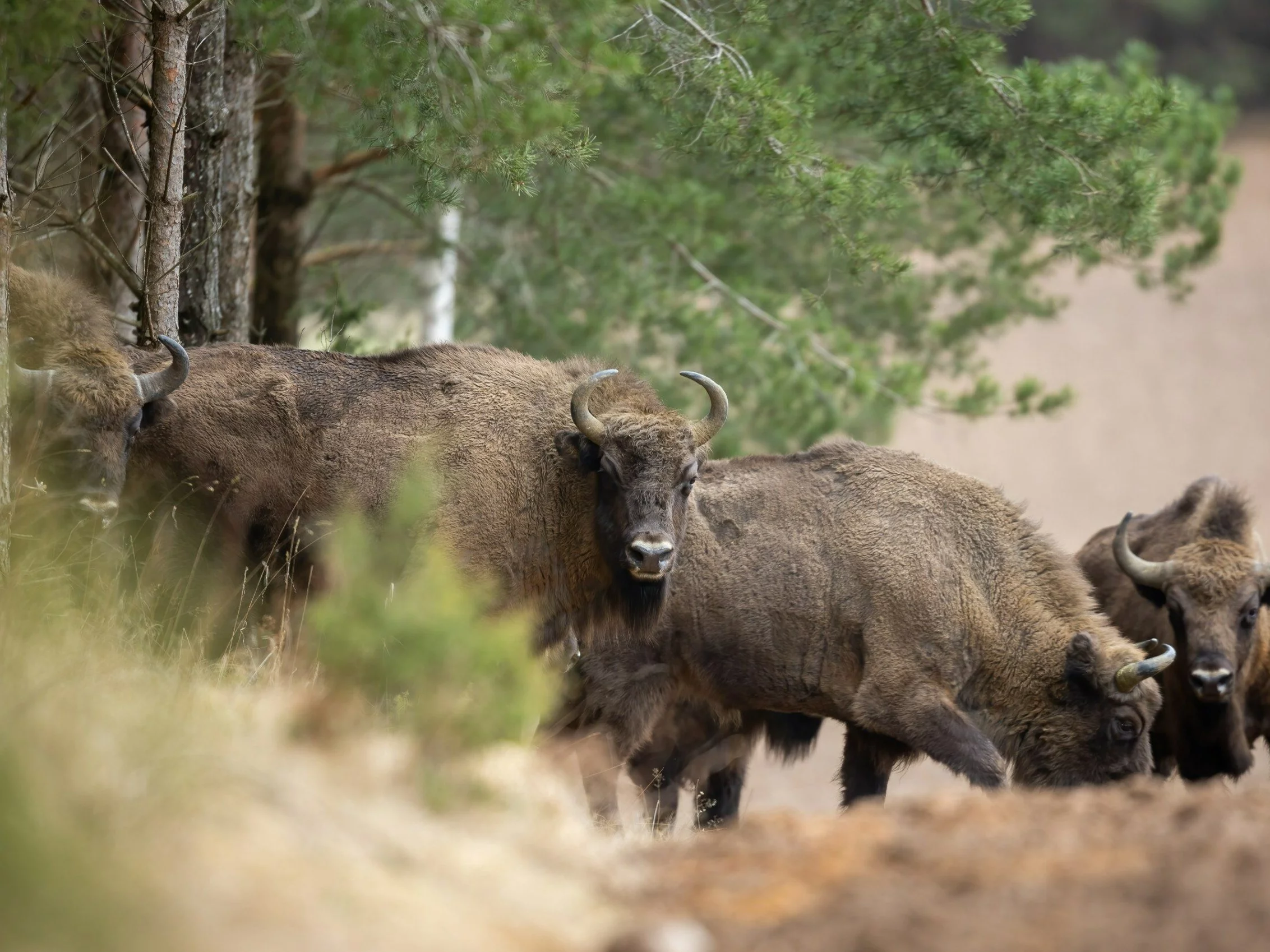 Żubry do eutanazji. Wykryto u nich nieuleczalną chorobę Żubry do eutanazji. Wykryto u nich nieuleczalną chorobę