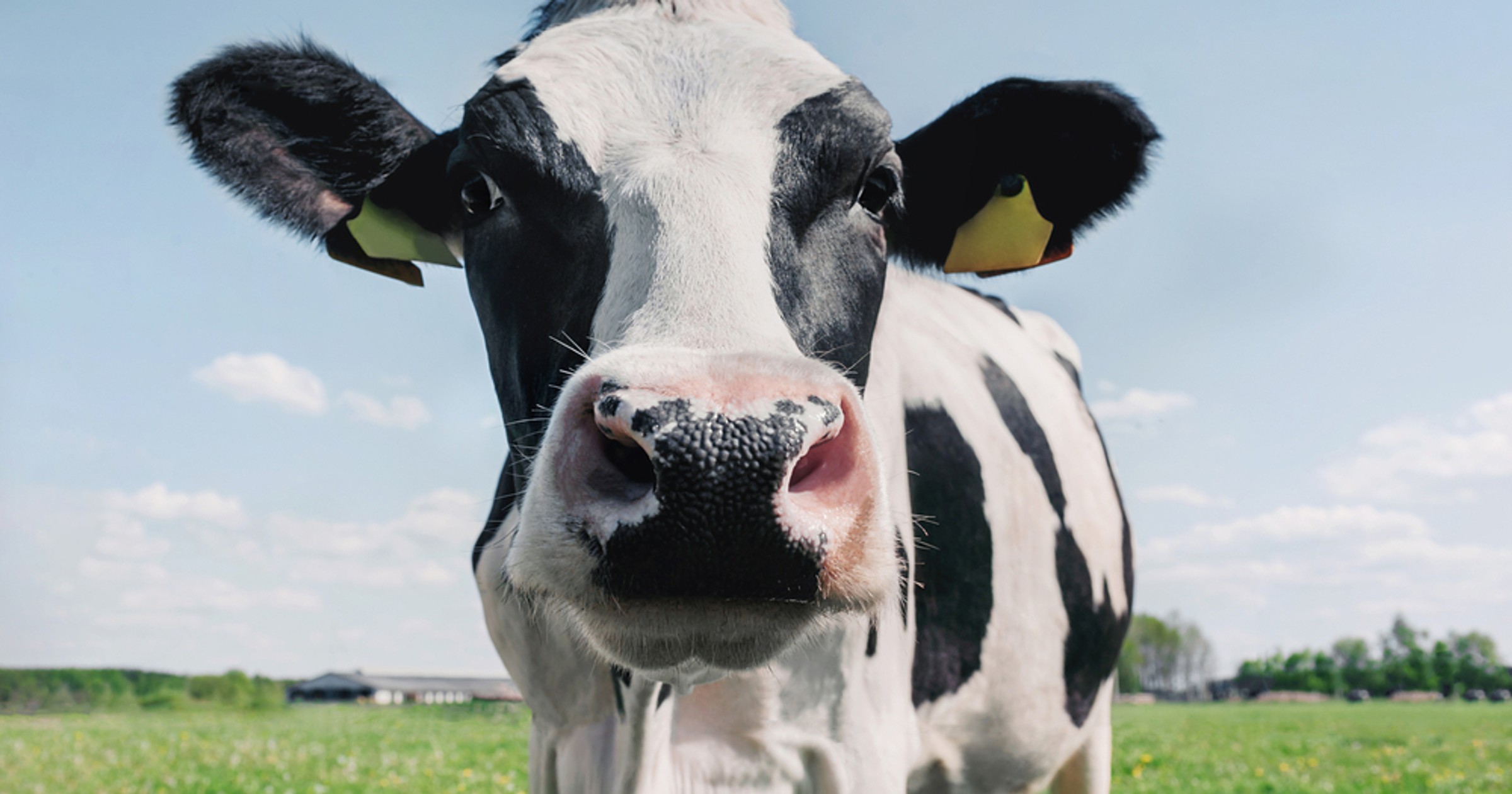 Rolnicy chcą zmian dotyczących odbierania zwierząt. Alarmują o nadużyciach