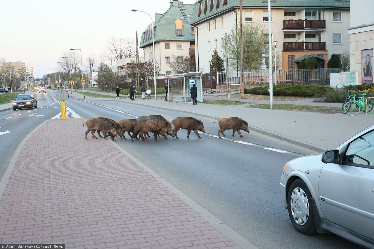 Dzik zaatakował, gdy w wózku było niemowlę. Pilna narada w Krakowie