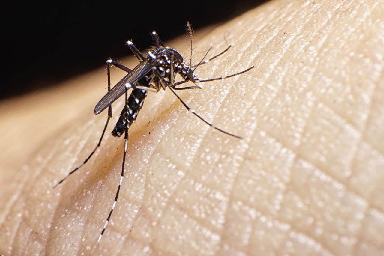 Grozi nam plaga komarów? Ekspert alarmuje: Pogoda idealna