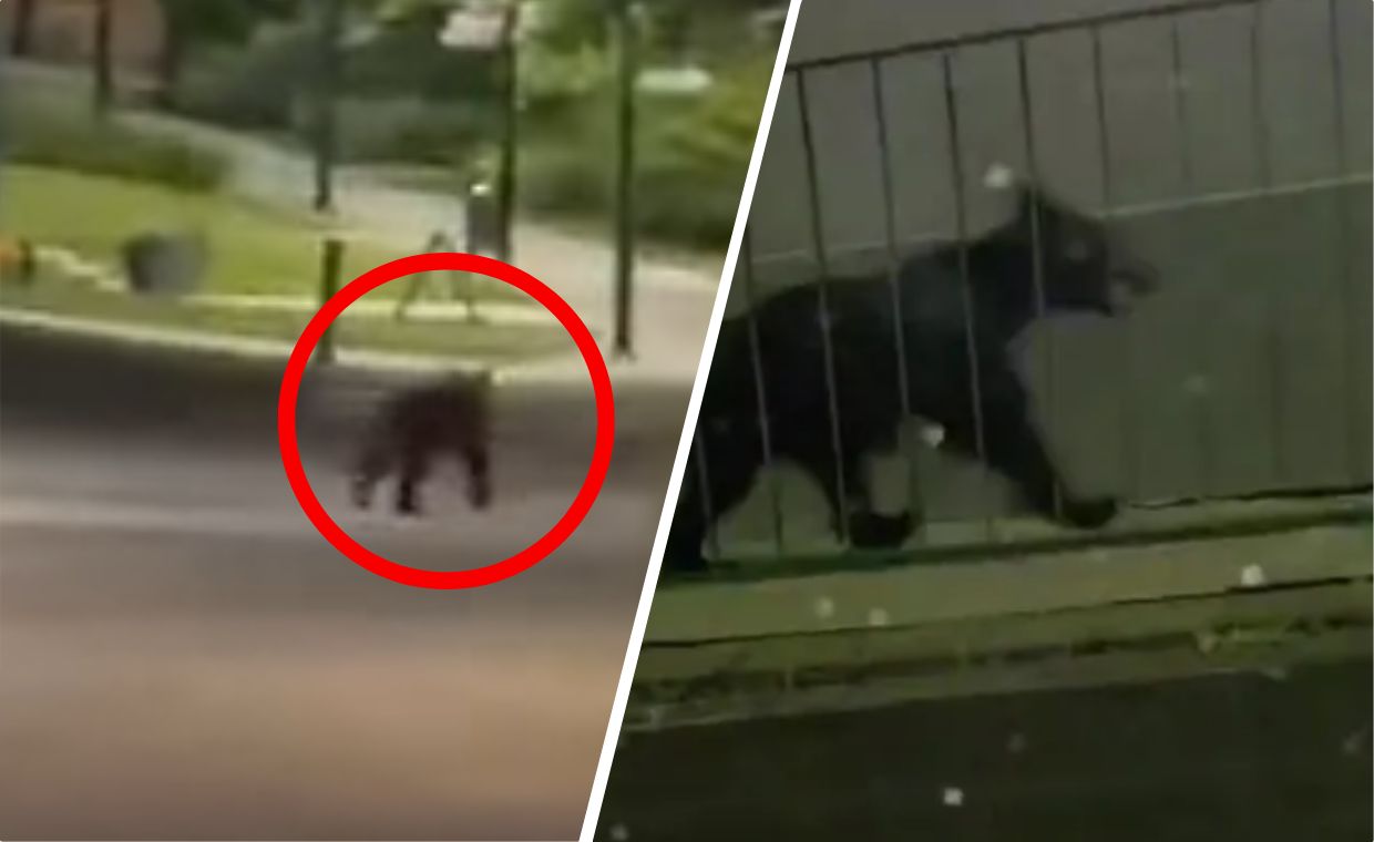 Klimatyzacja nas nie uratuje. Najlepszy sposób na upały w miastach to przyroda